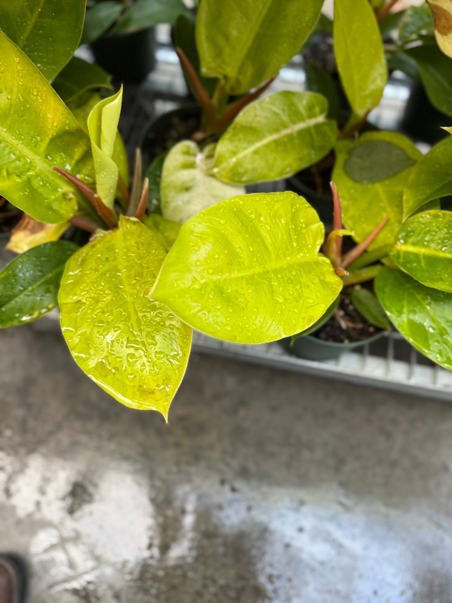 Philodendron Large Plant Bundle