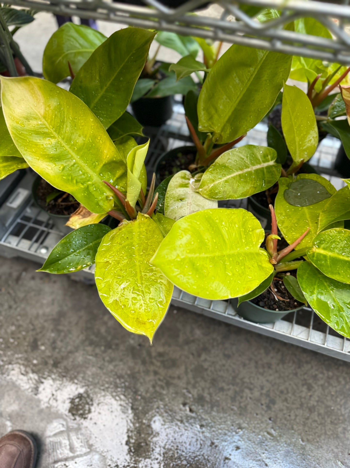 Philodendron Large Plant Bundle