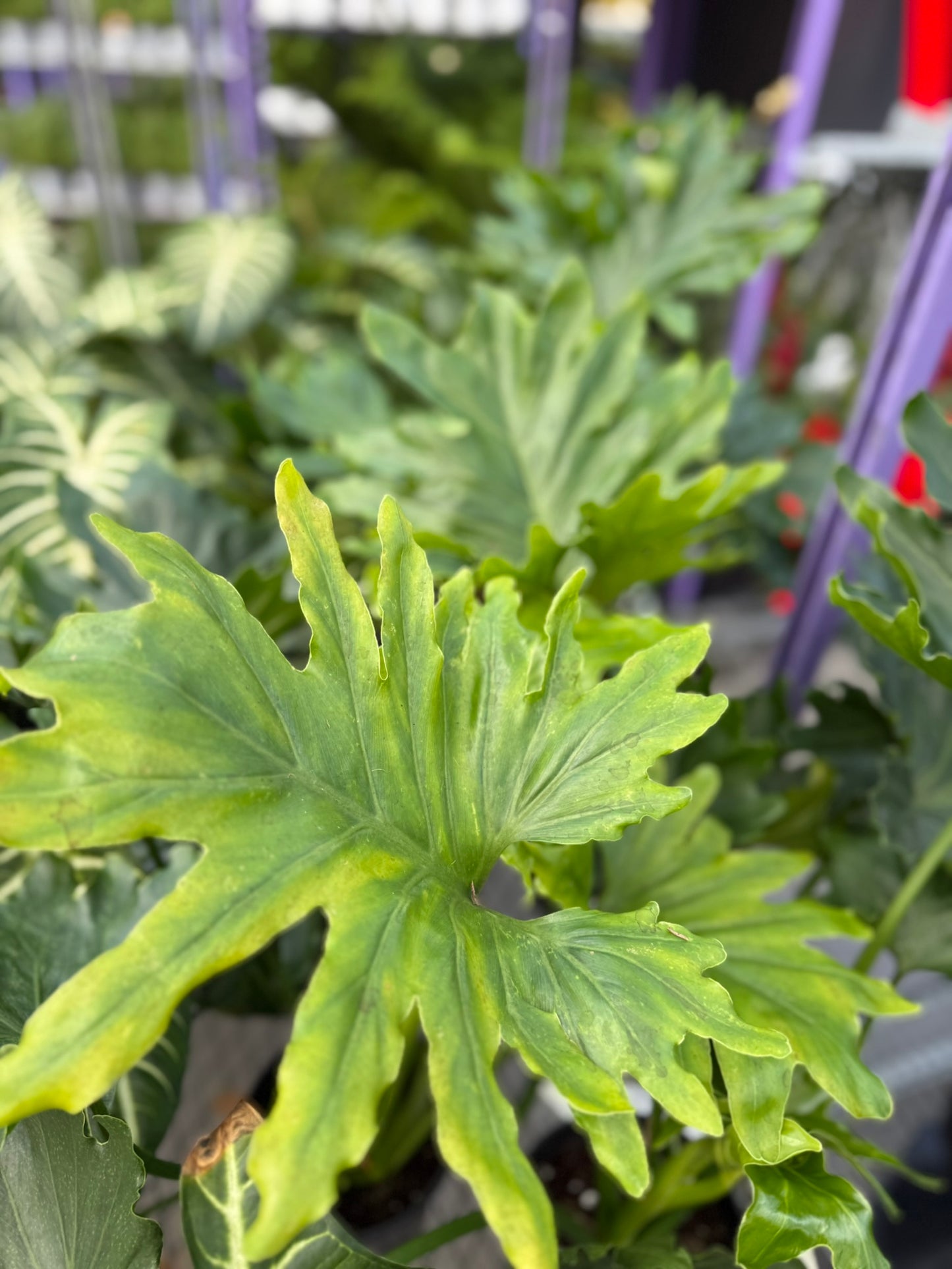 Philodendron Large Plant Bundle