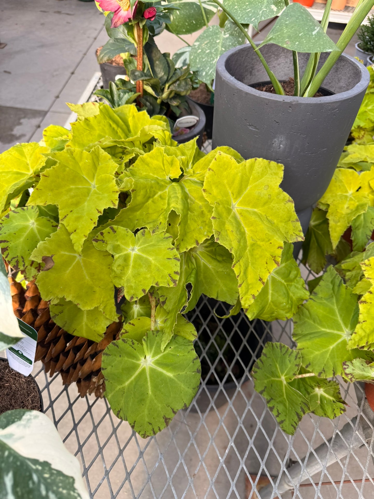 RedCrocus Assorted Rex Begonia | Variegated, Decorative Indoor Plant | Bright Indirect Light | Pet Safe | Container Friendly | Vibrant Foliage | Garden & Houseplant 6" Pot