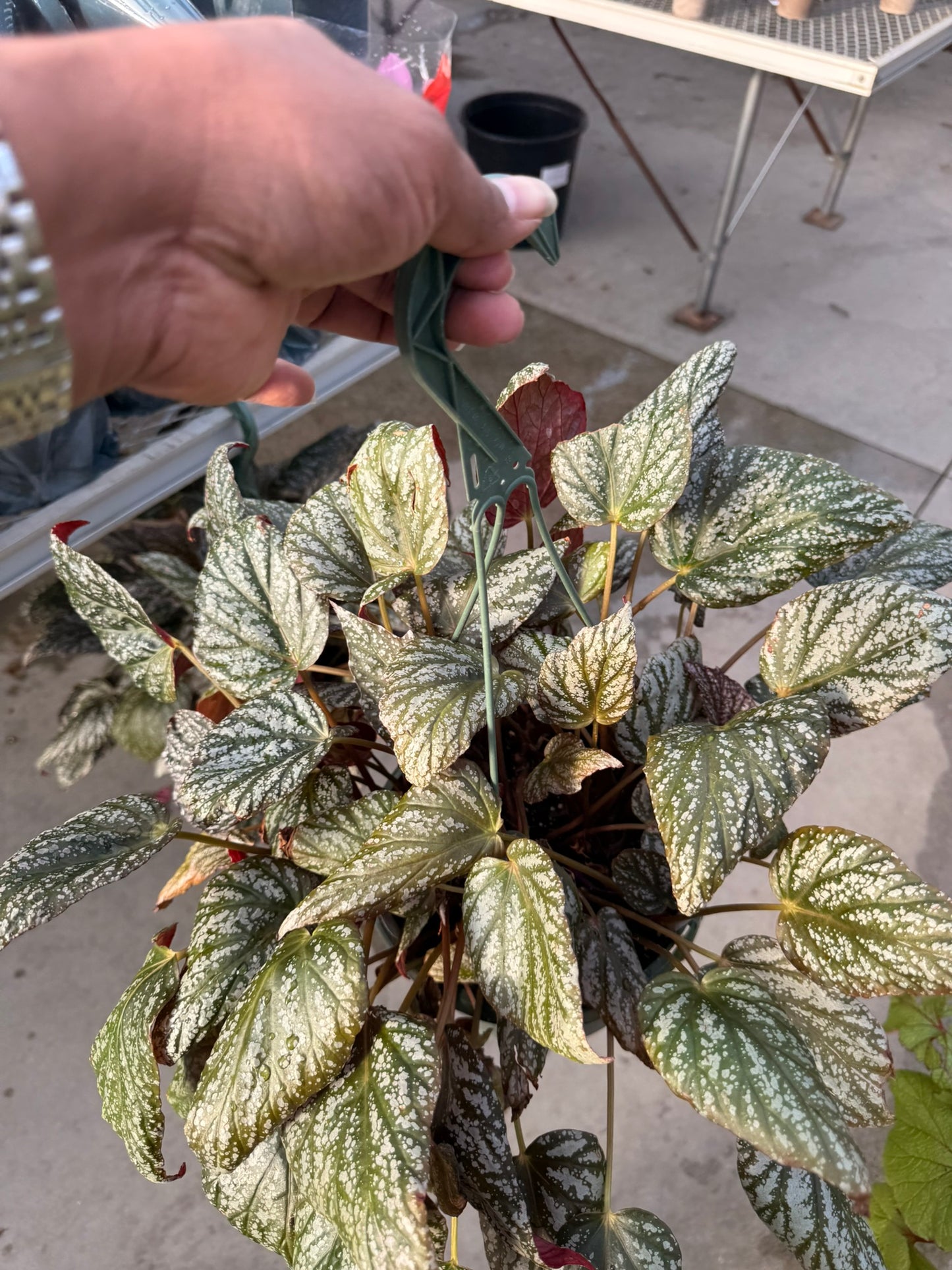RedCrocus Assorted Rex Begonia | Variegated, Decorative Indoor Plant | Bright Indirect Light | Pet Safe | Container Friendly | Vibrant Foliage | Garden & Houseplant 6" Pot