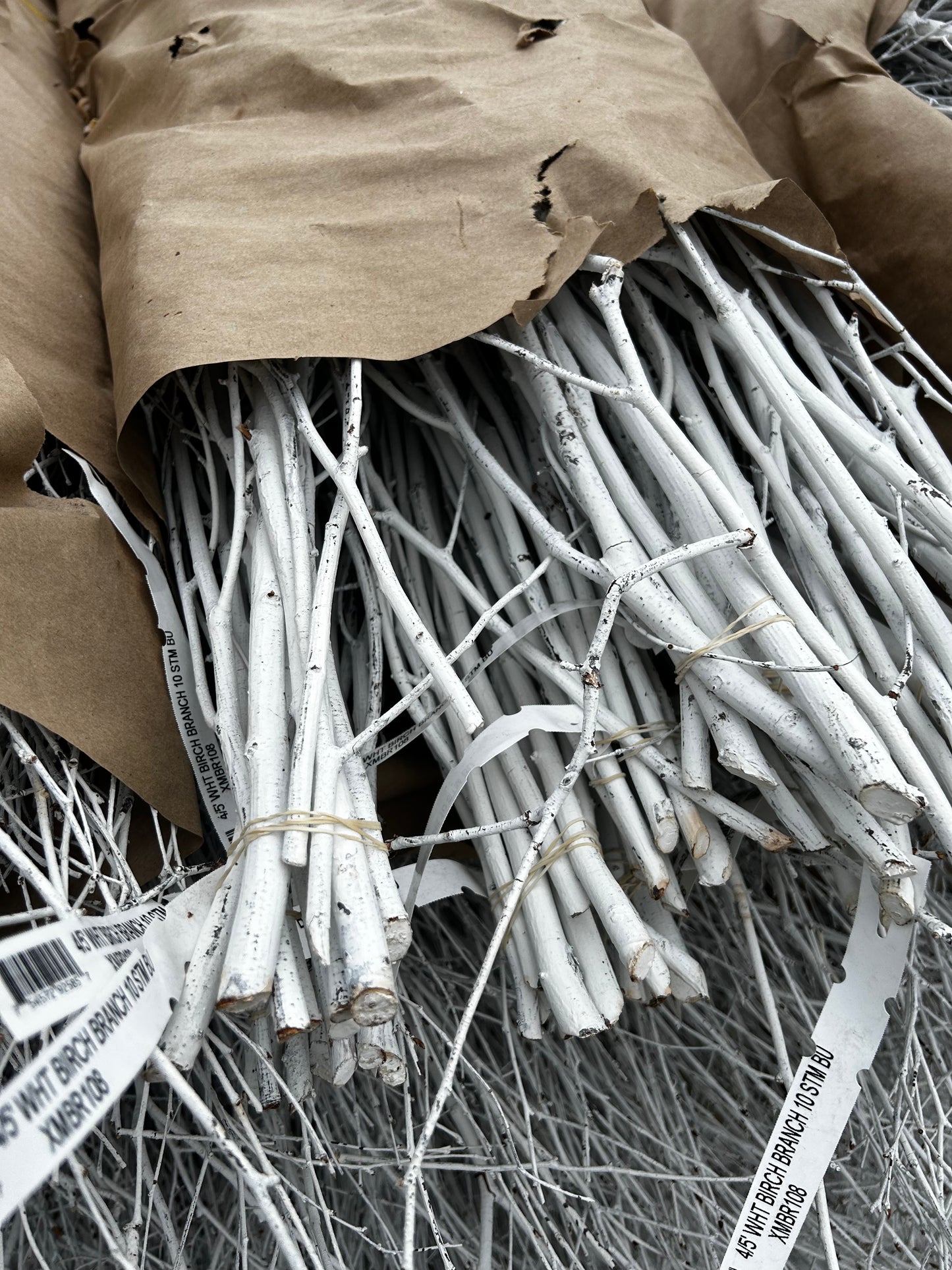 Branch, Birch Painted White, 18-24" (10 Branches/Bunch, 10 Bunches/Bundle) Pack of 10