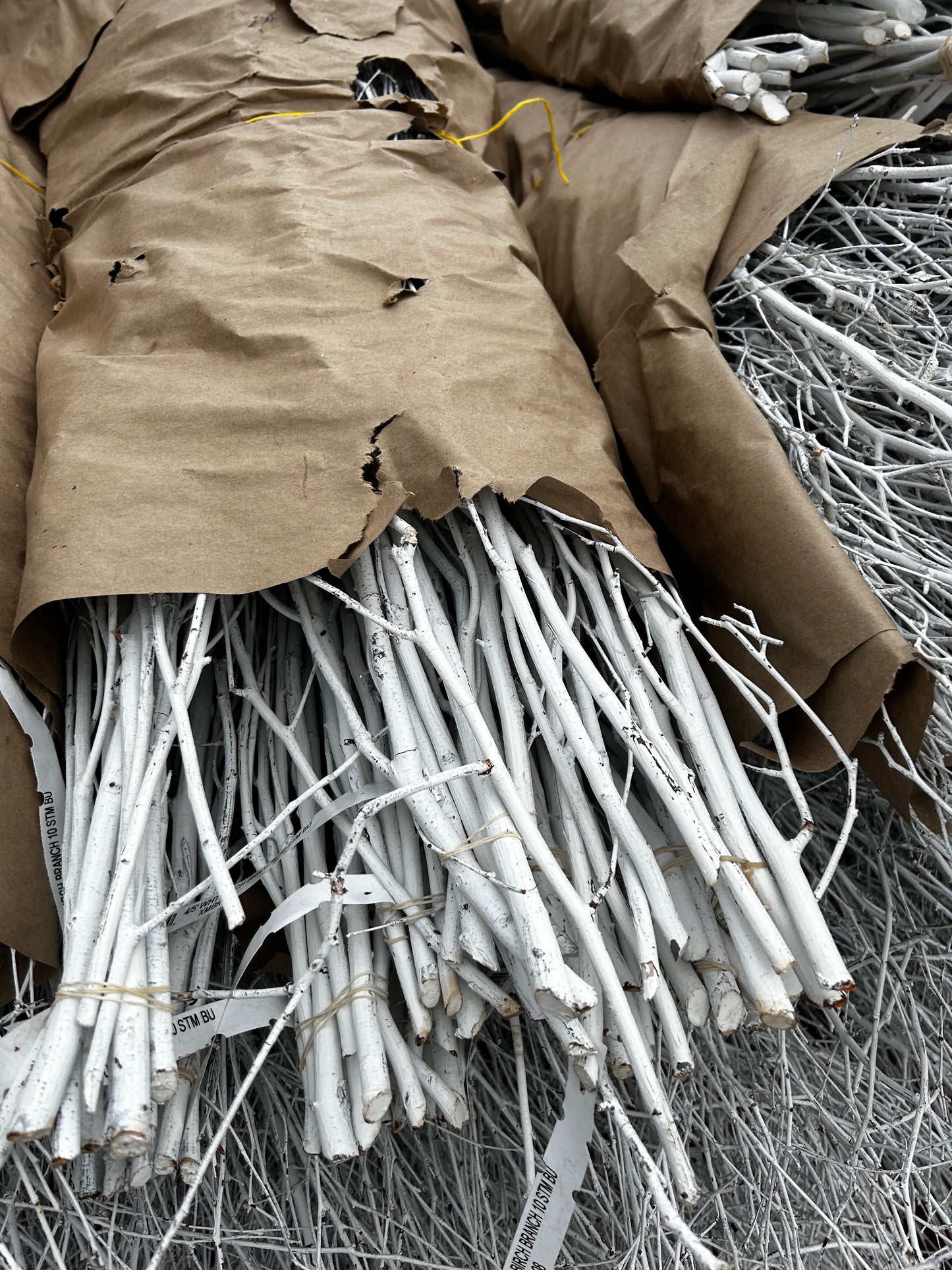 Branch, Birch Painted White, 18-24" (10 Branches/Bunch, 10 Bunches/Bundle) Pack of 10