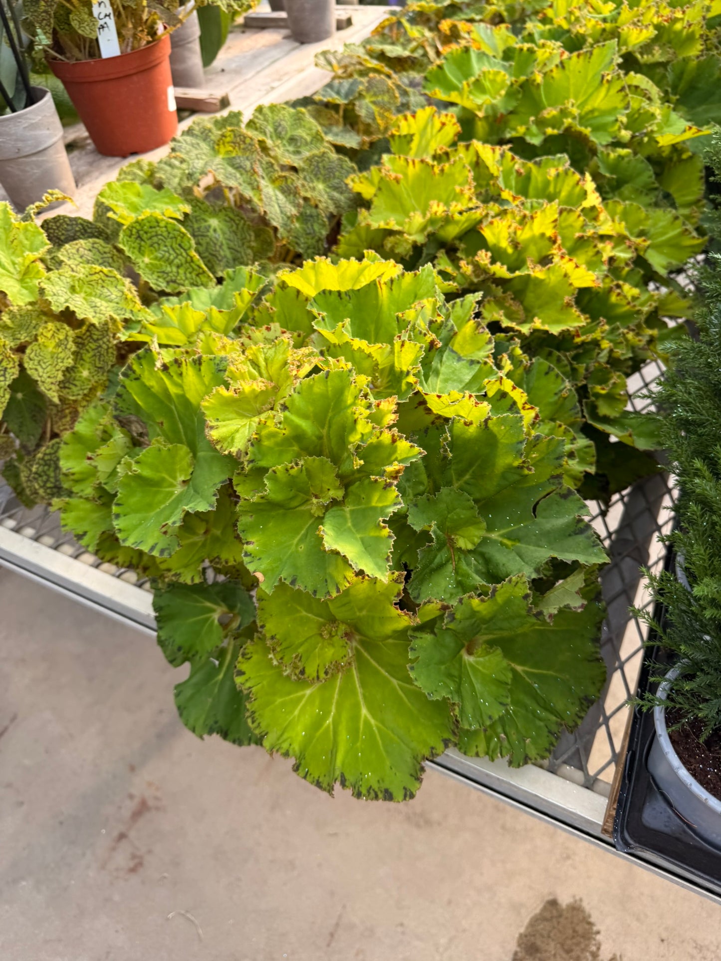 RedCrocus Assorted Rex Begonia | Variegated, Decorative Indoor Plant | Bright Indirect Light | Pet Safe | Container Friendly | Vibrant Foliage | Garden & Houseplant 6" Pot