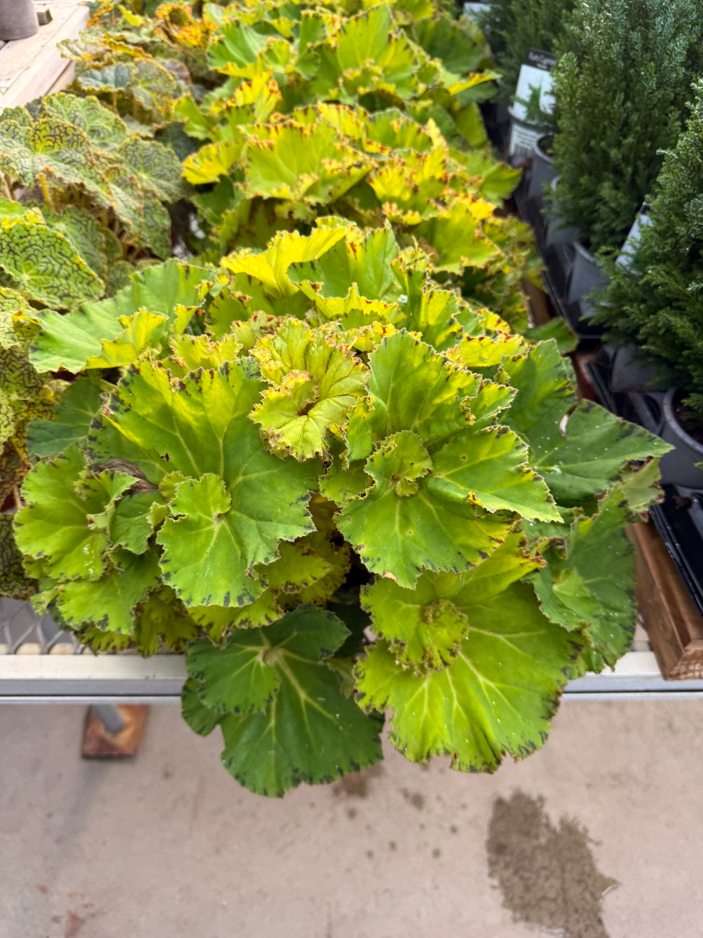 RedCrocus Assorted Rex Begonia | Variegated, Decorative Indoor Plant | Bright Indirect Light | Pet Safe | Container Friendly | Vibrant Foliage | Garden & Houseplant 6" Pot