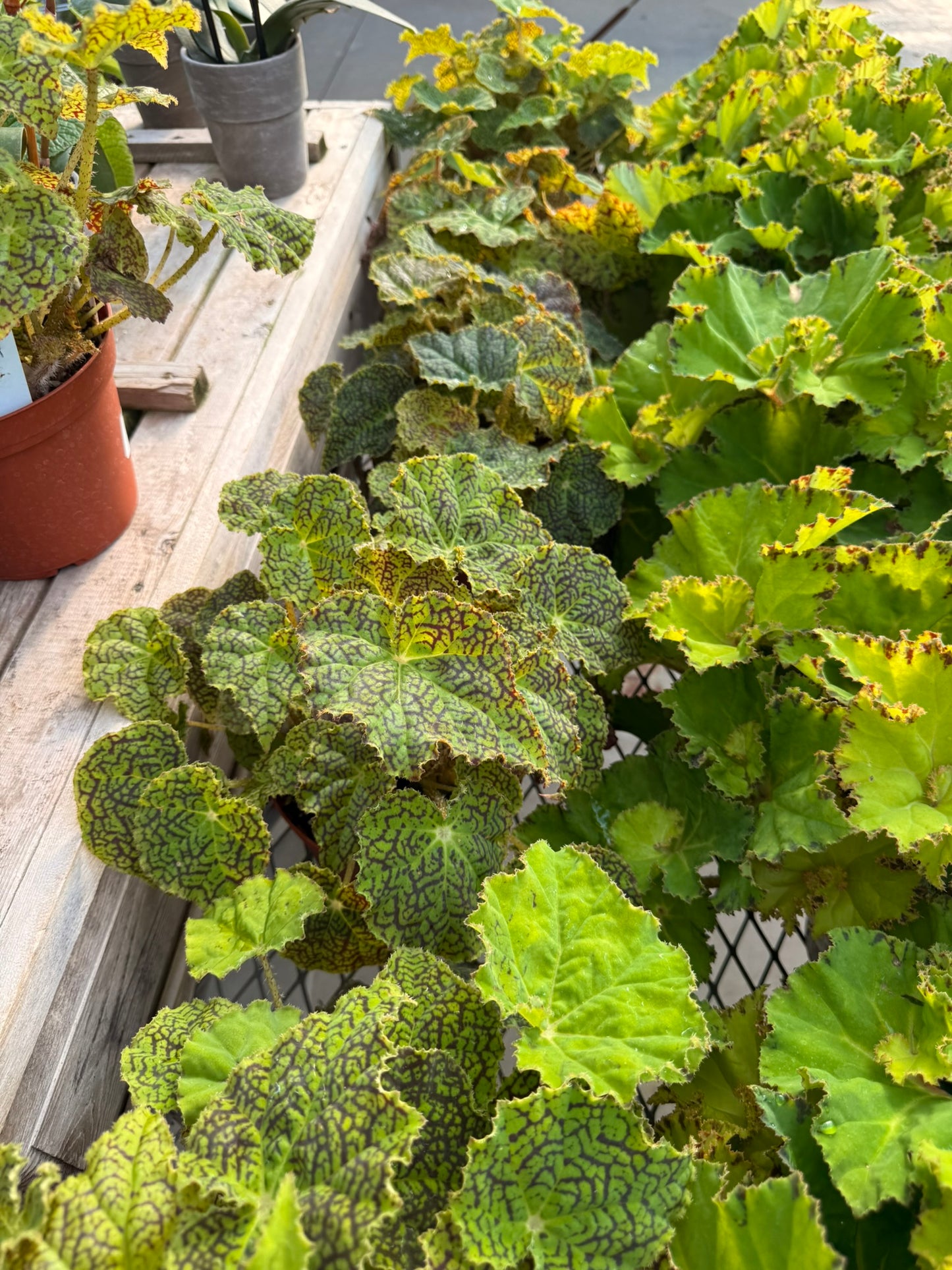RedCrocus Assorted Rex Begonia | Variegated, Decorative Indoor Plant | Bright Indirect Light | Pet Safe | Container Friendly | Vibrant Foliage | Garden & Houseplant 6" Pot
