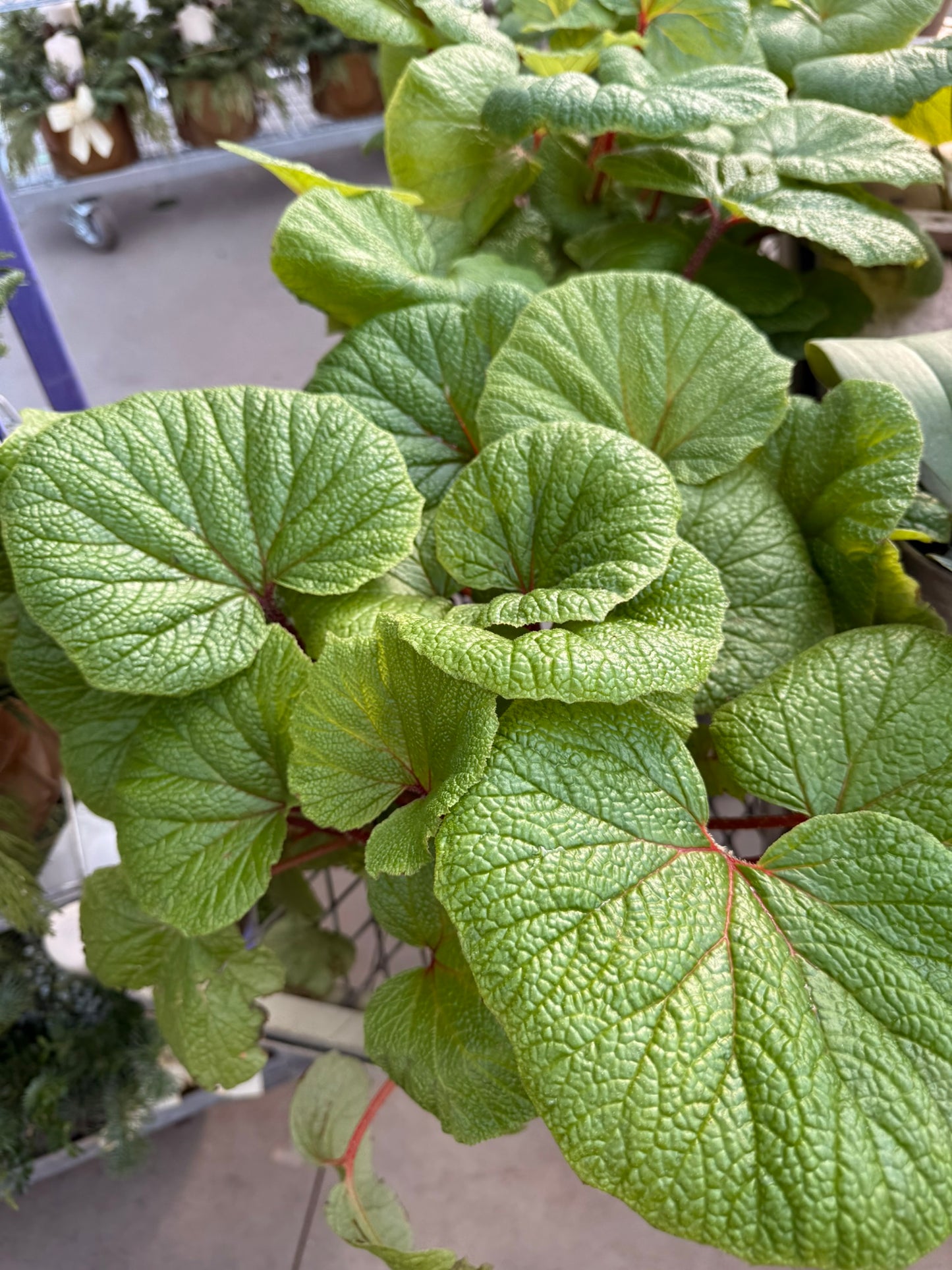 RedCrocus Assorted Rex Begonia | Variegated, Decorative Indoor Plant | Bright Indirect Light | Pet Safe | Container Friendly | Vibrant Foliage | Garden & Houseplant 6" Pot