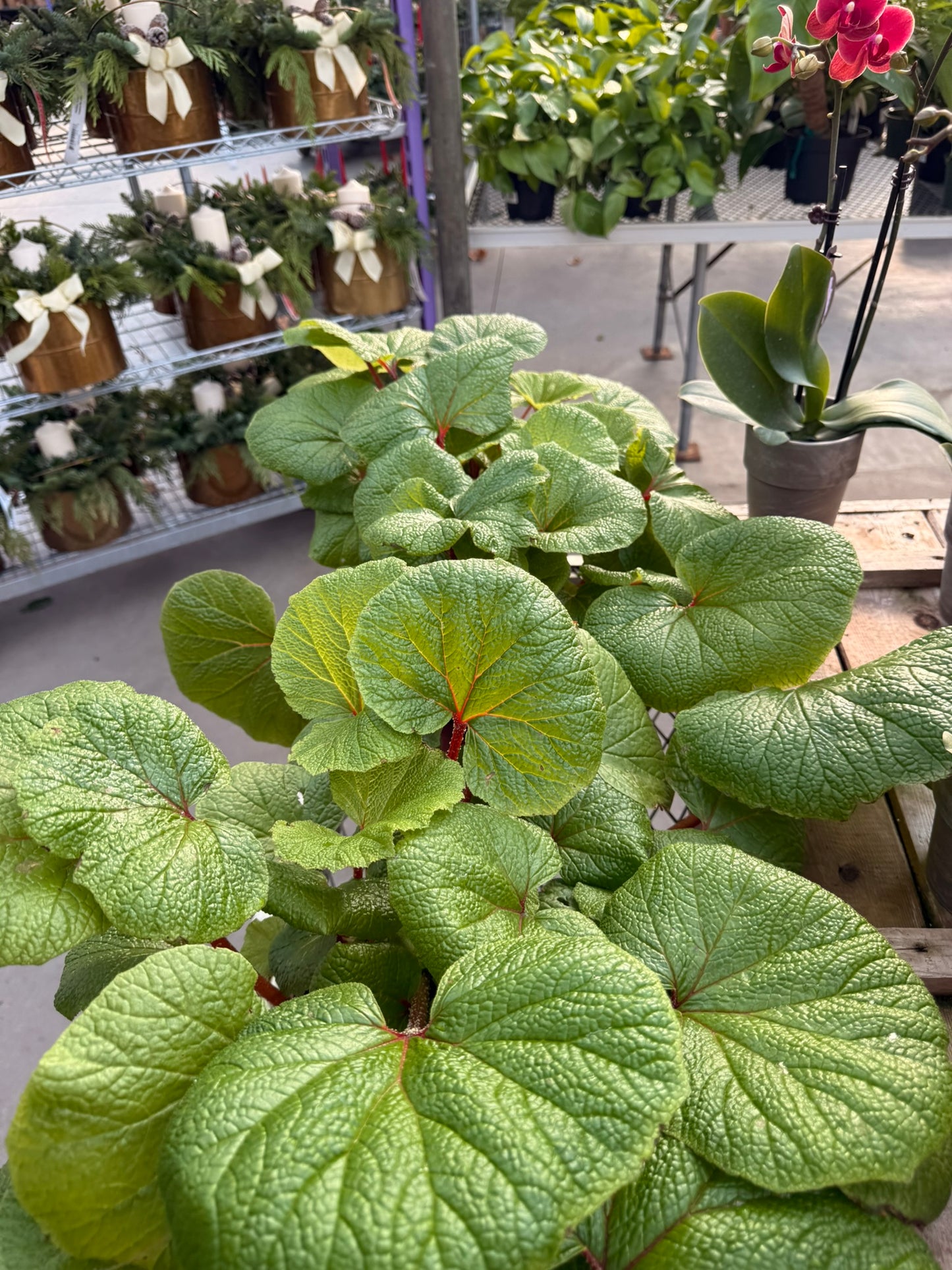 RedCrocus Assorted Rex Begonia | Variegated, Decorative Indoor Plant | Bright Indirect Light | Pet Safe | Container Friendly | Vibrant Foliage | Garden & Houseplant 6" Pot