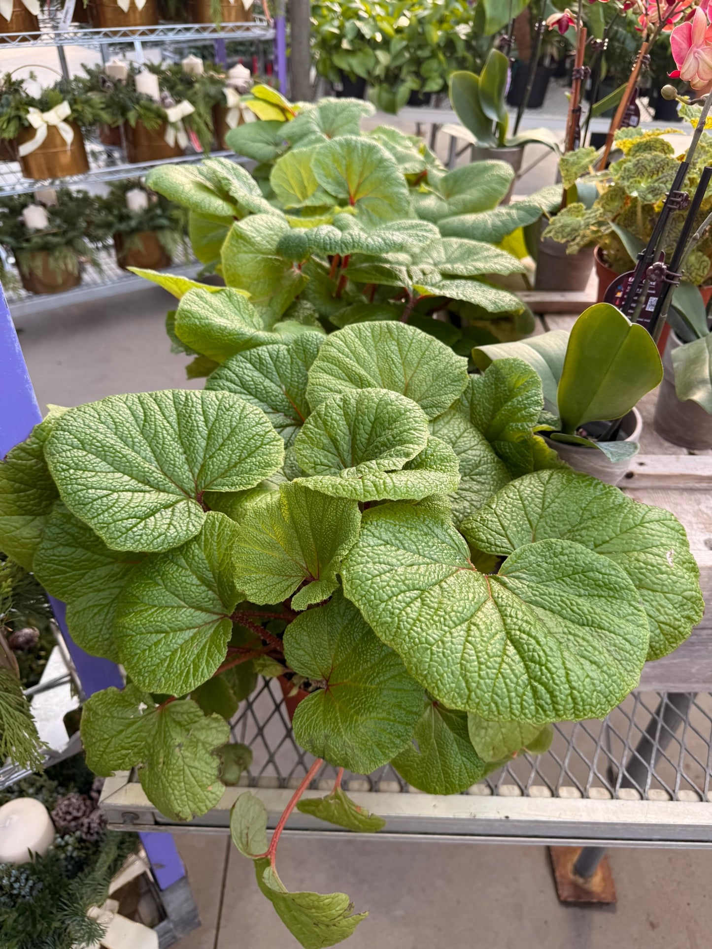 RedCrocus Assorted Rex Begonia | Variegated, Decorative Indoor Plant | Bright Indirect Light | Pet Safe | Container Friendly | Vibrant Foliage | Garden & Houseplant 6" Pot