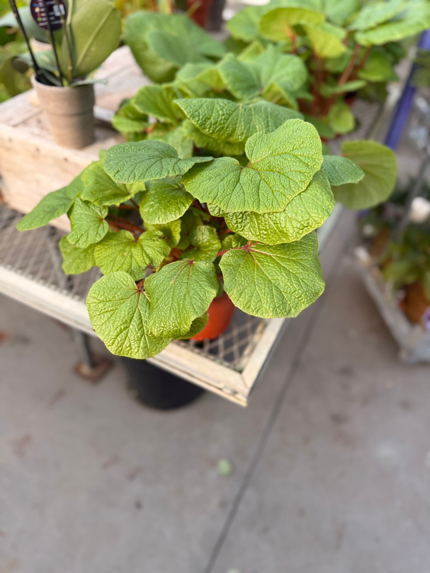 RedCrocus Assorted Rex Begonia | Variegated, Decorative Indoor Plant | Bright Indirect Light | Pet Safe | Container Friendly | Vibrant Foliage | Garden & Houseplant 6" Pot