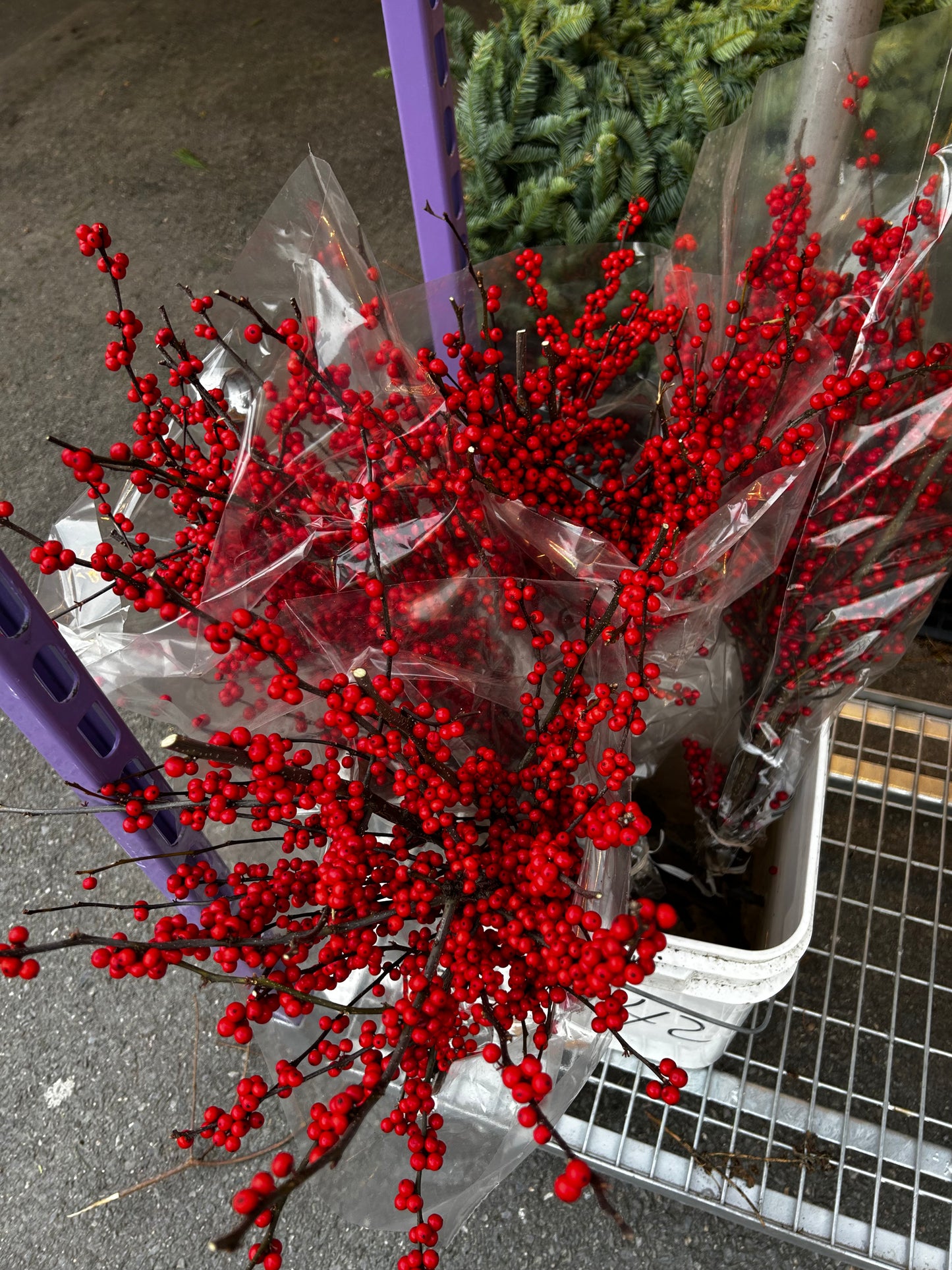 Branch, Winterberry, 12-24" (6 Branches/Bunch) (6 Bunch per pk 6) Pack of 6