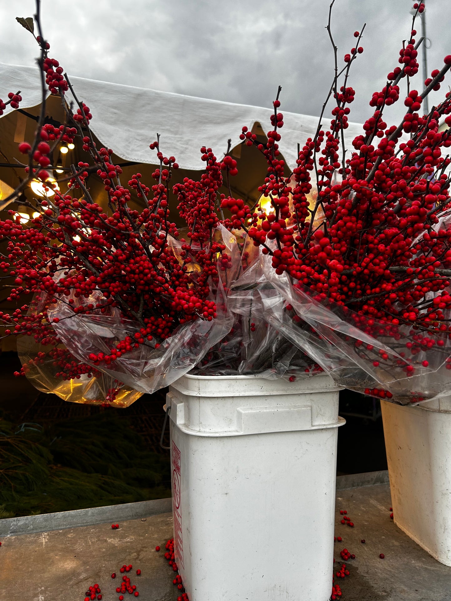 Branch, Winterberry, 12-24" (6 Branches/Bunch) (6 Bunch per pk 6) Pack of 6