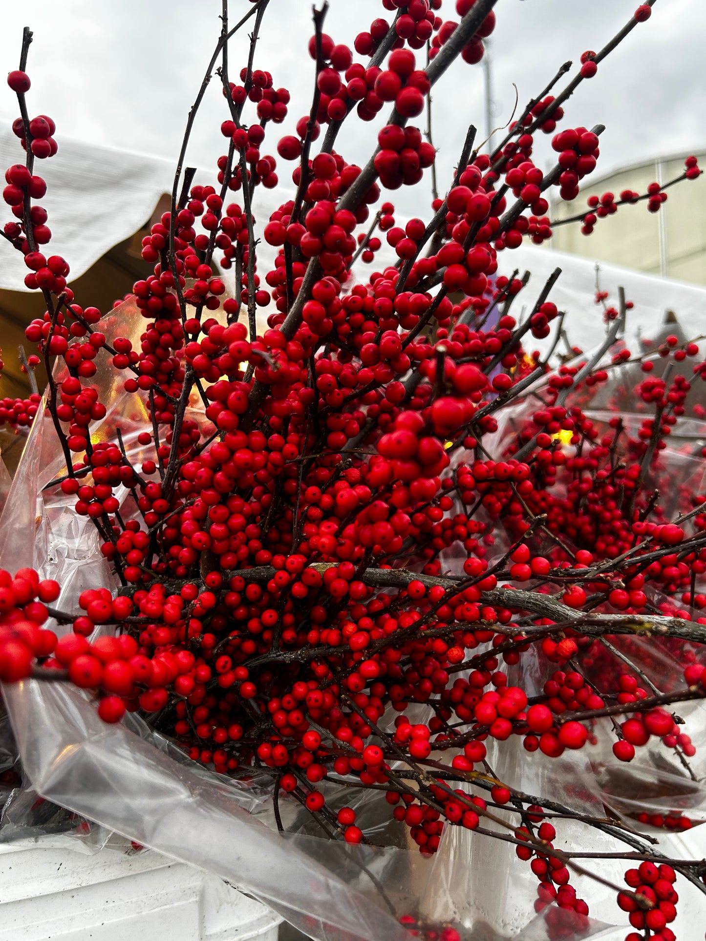 Branch, Winterberry, 12-24" (6 Branches/Bunch) (6 Bunch per pk 6) Pack of 6