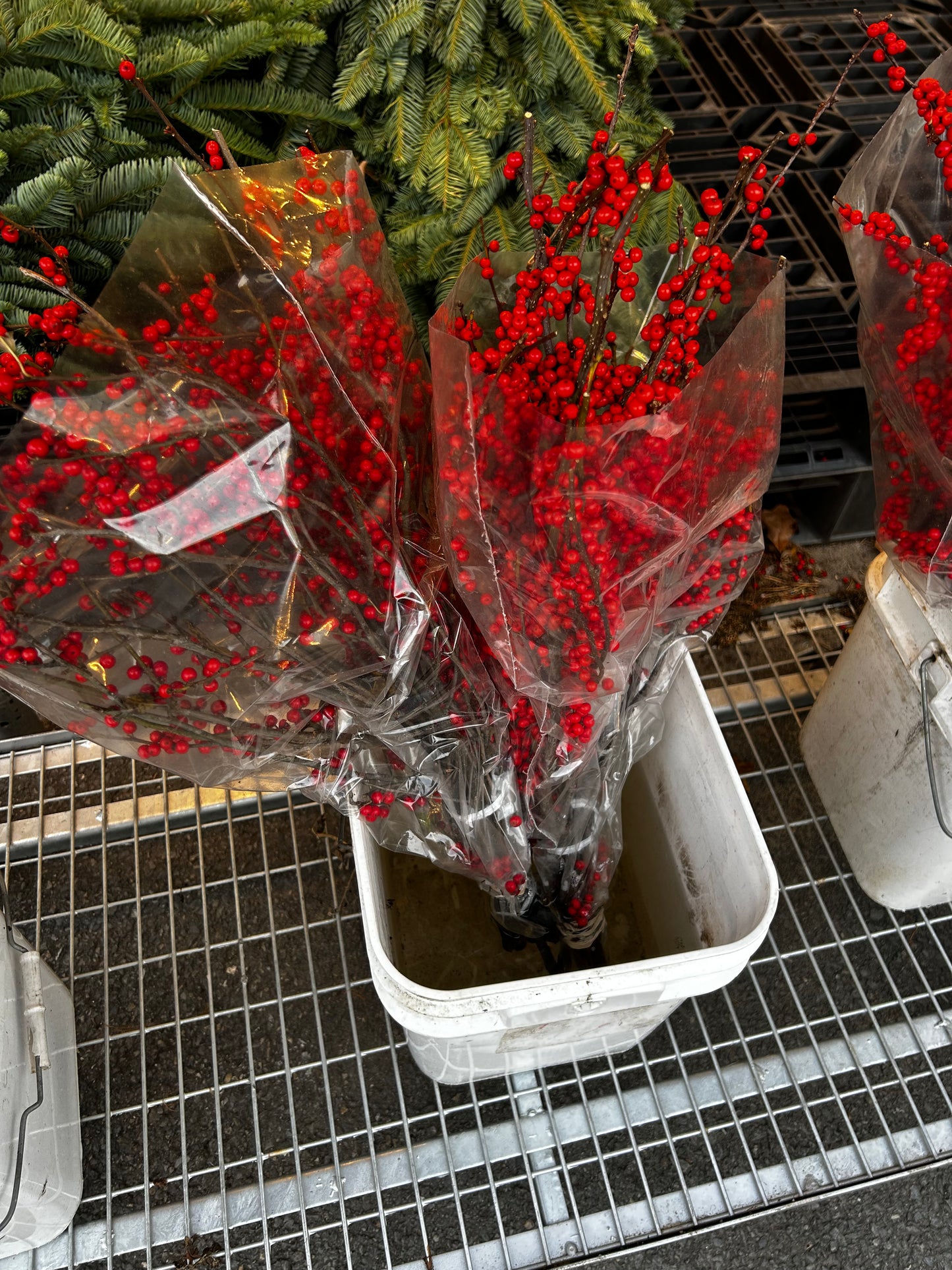 Branch, Winterberry, 12-24" (6 Branches/Bunch) (6 Bunch per pk 6) Pack of 6