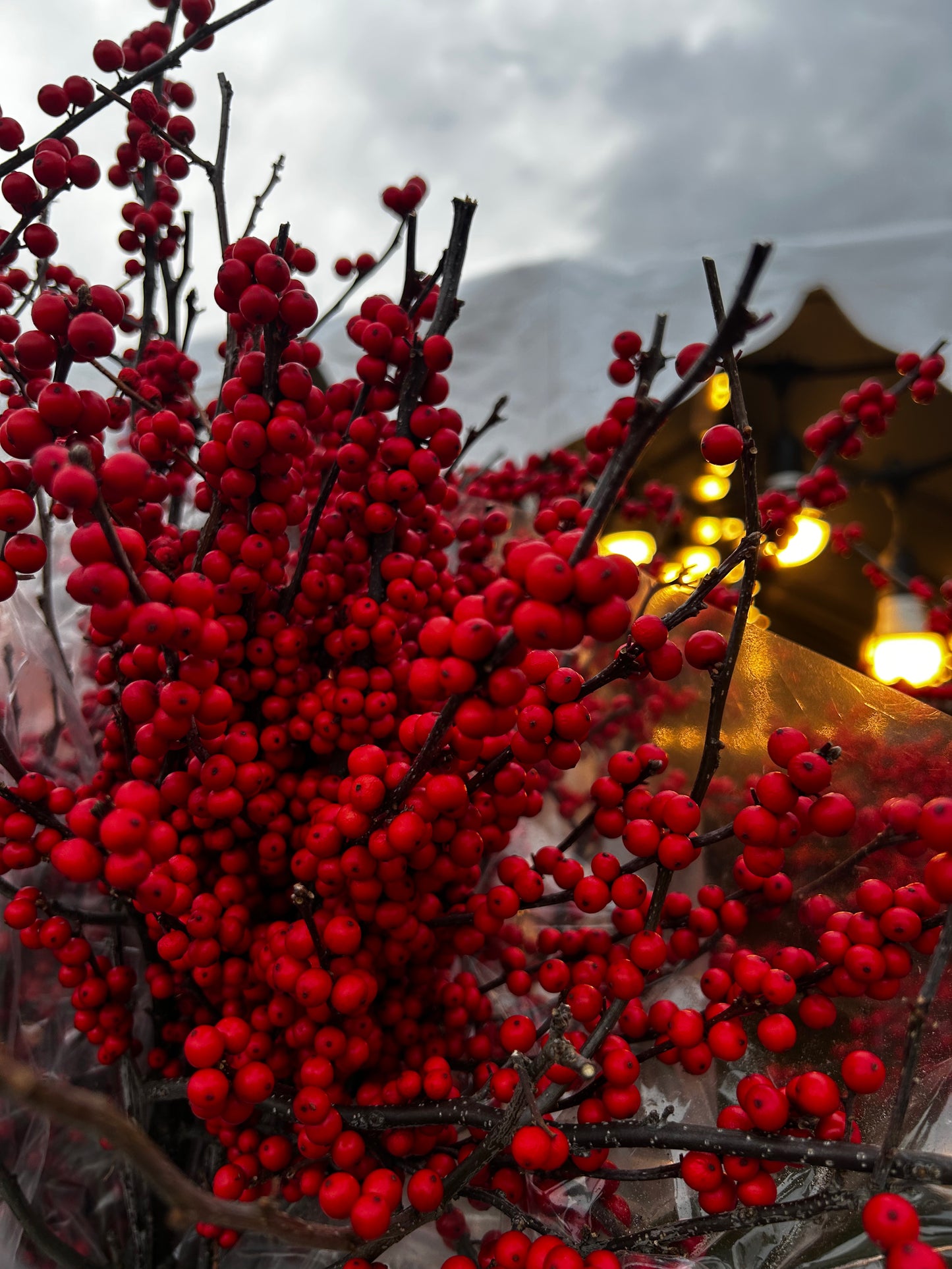 Branch, Winterberry, 12-24" (6 Branches/Bunch) (6 Bunch per pk 6) Pack of 6