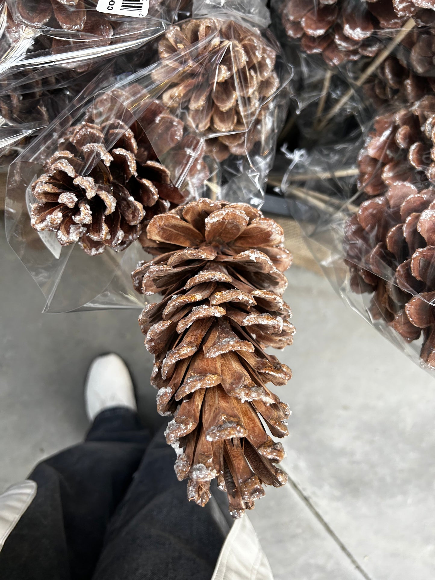 Cones, Austrica, Frosted (XMNP933) Each