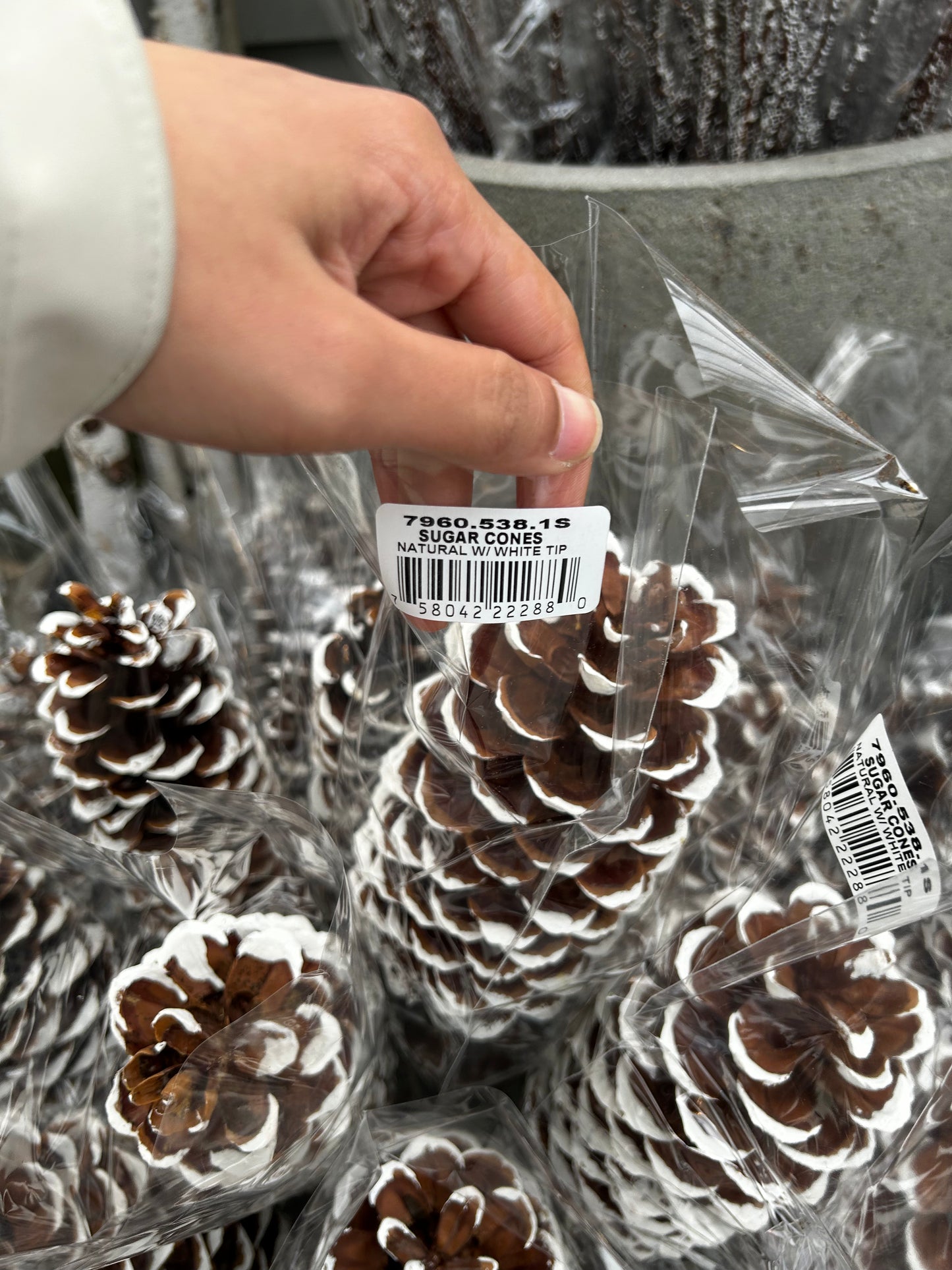 Cones, Sugar, White Tip (XMNP648) Each