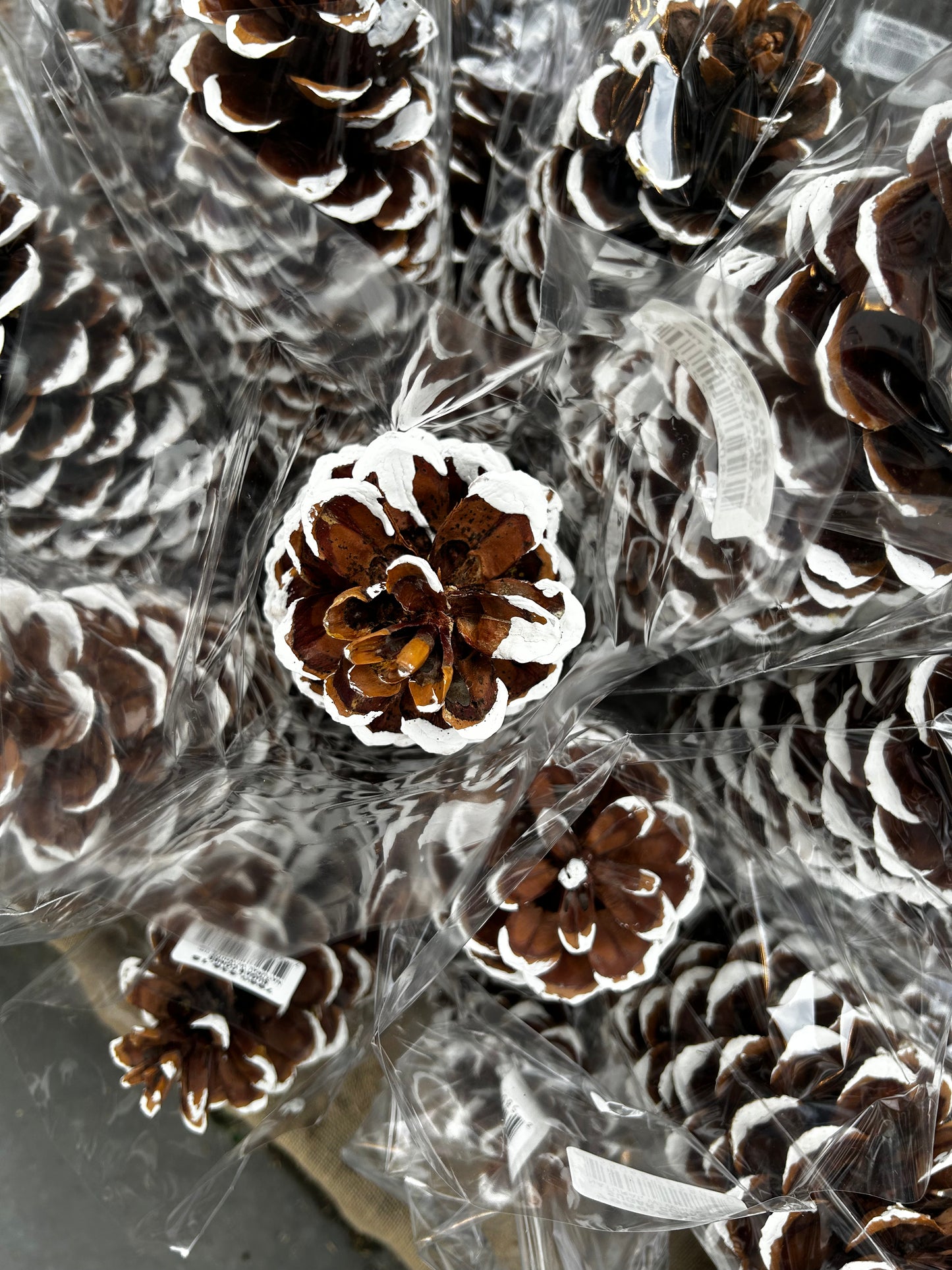 Cones, Sugar, White Tip (XMNP648) Each