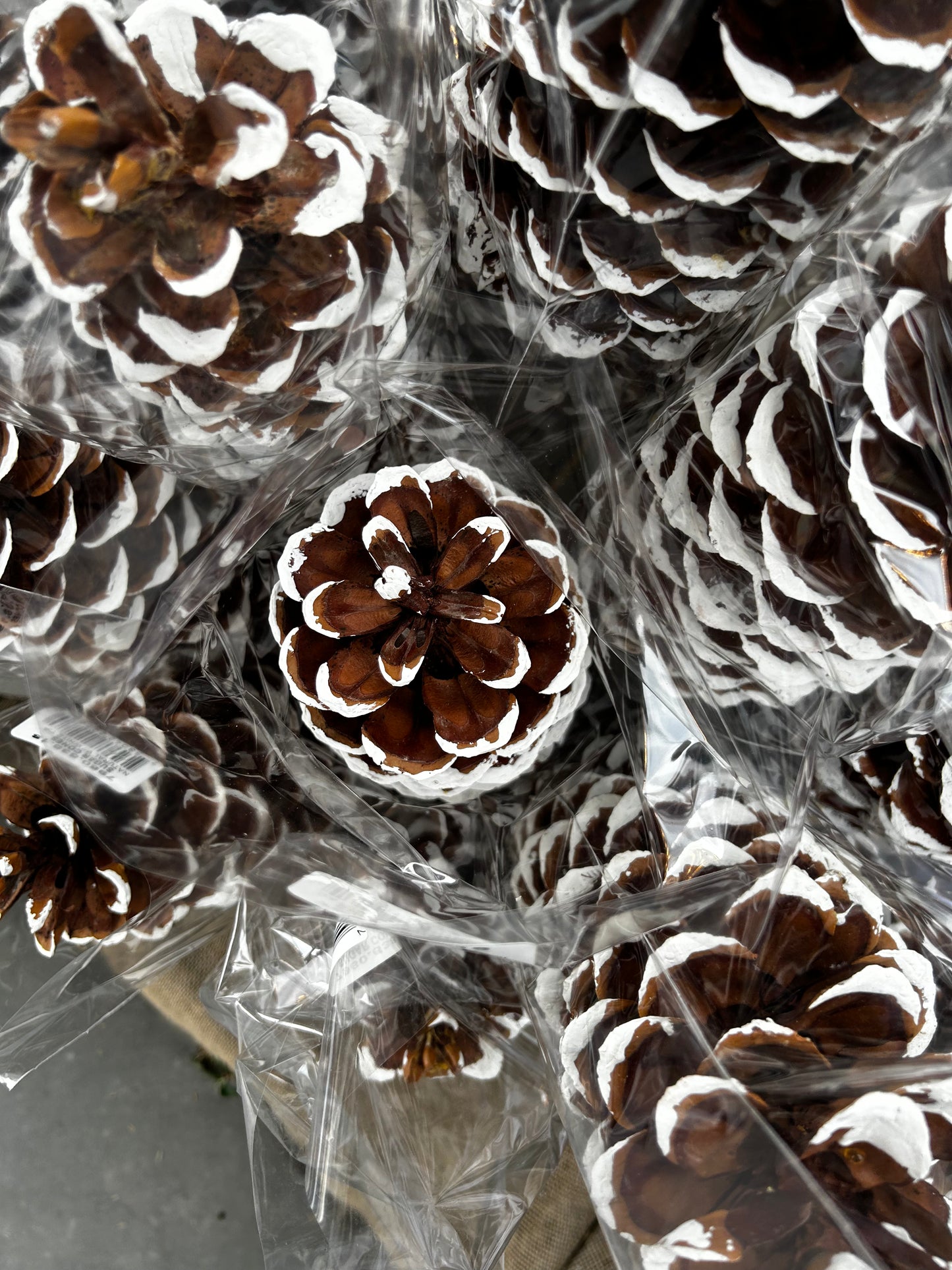 Cones, Sugar, White Tip (XMNP648) Each