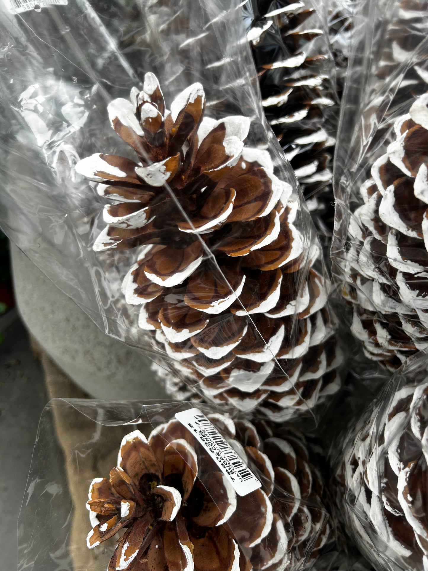 Cones, Sugar, White Tip (XMNP648) Each