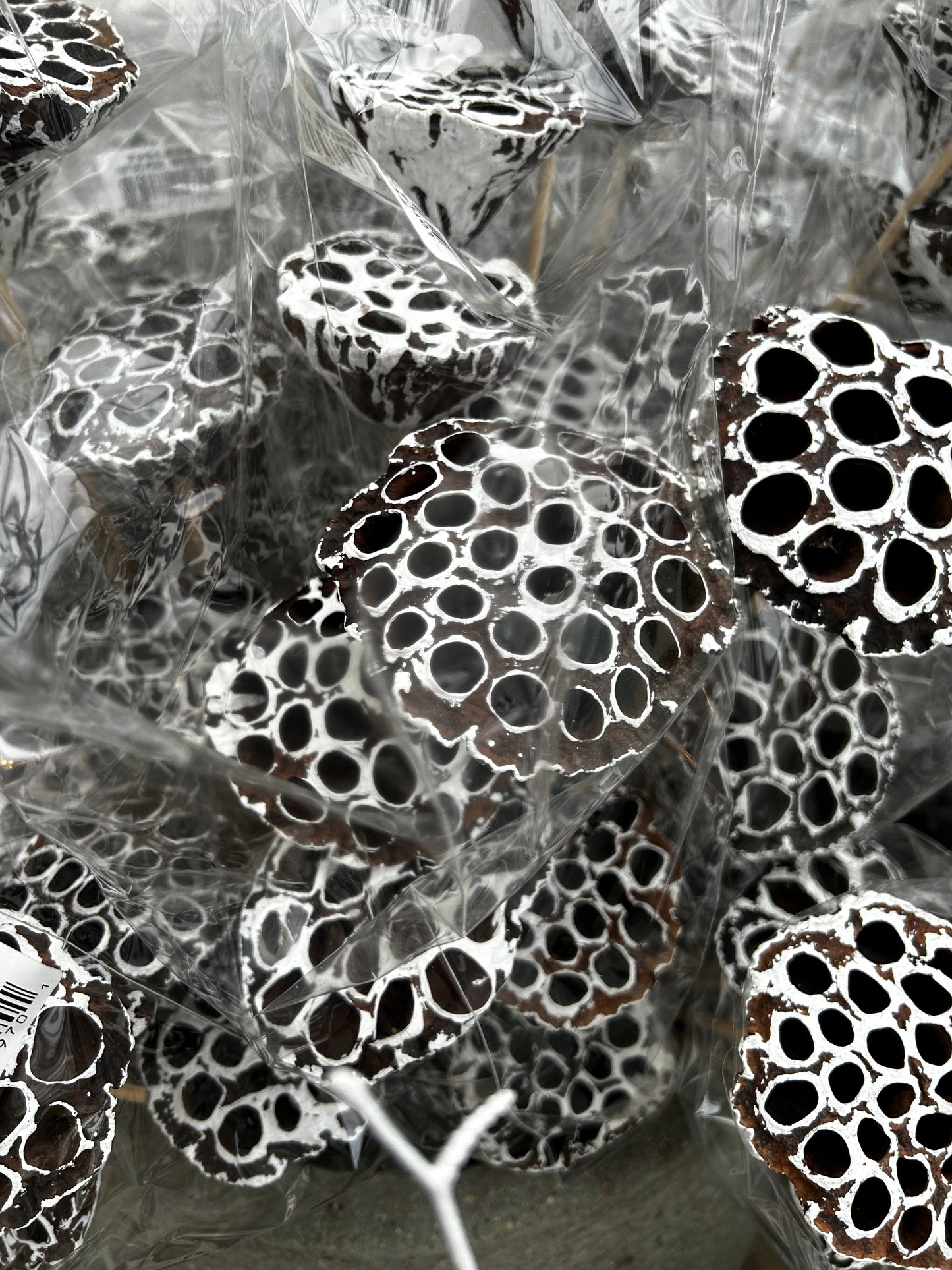 Accents, Lotus Pods, White Tip (XMNP929) Each