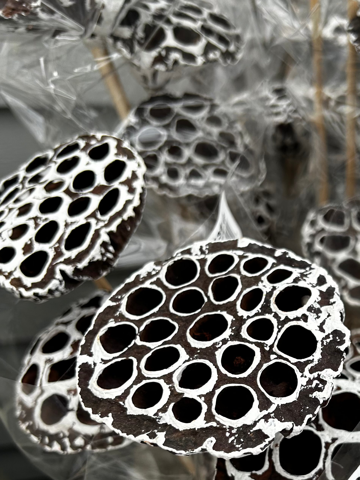 Accents, Lotus Pods, White Tip (XMNP929) Each