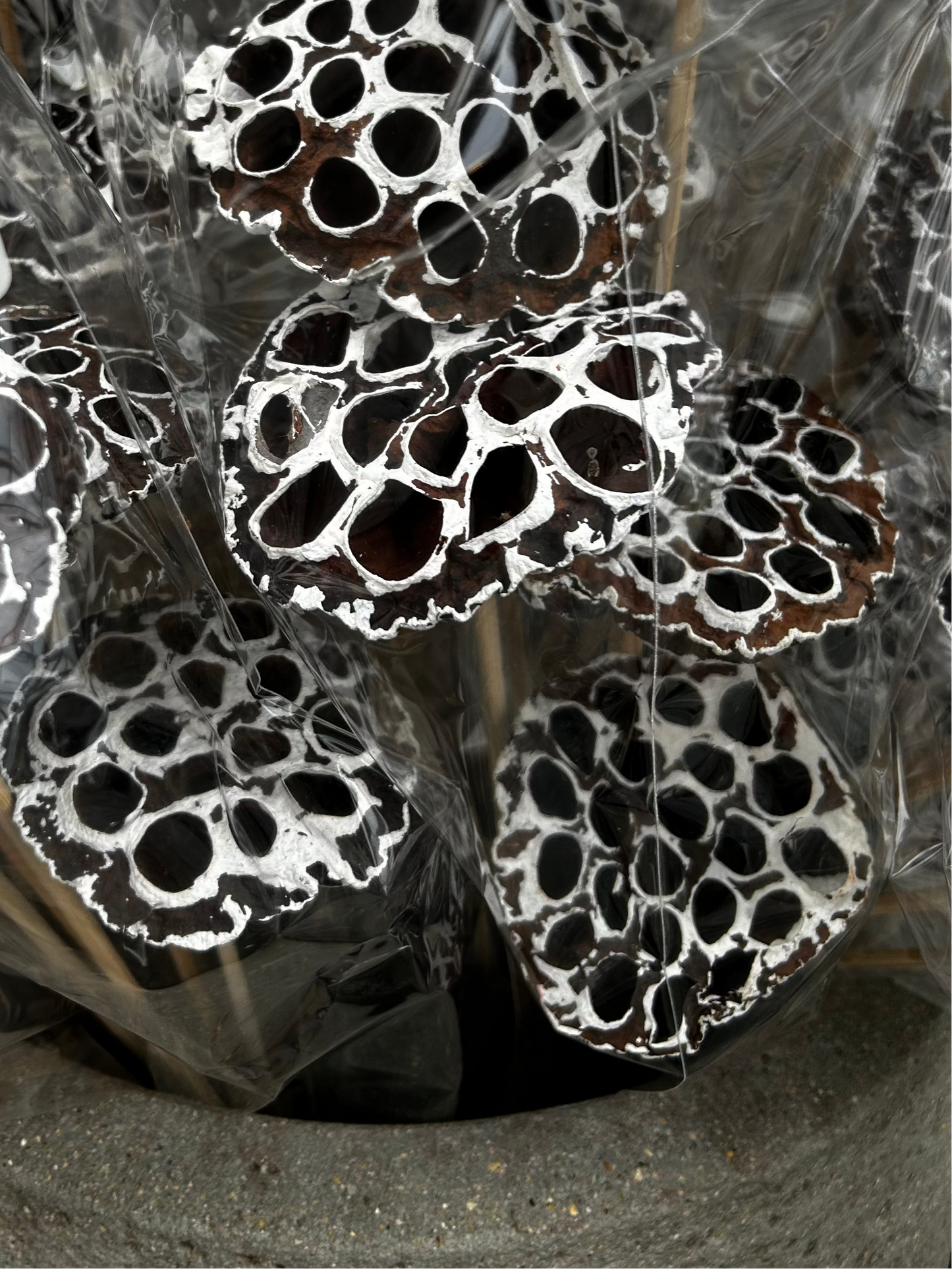 Accents, Lotus Pods, White Tip (XMNP929) Each