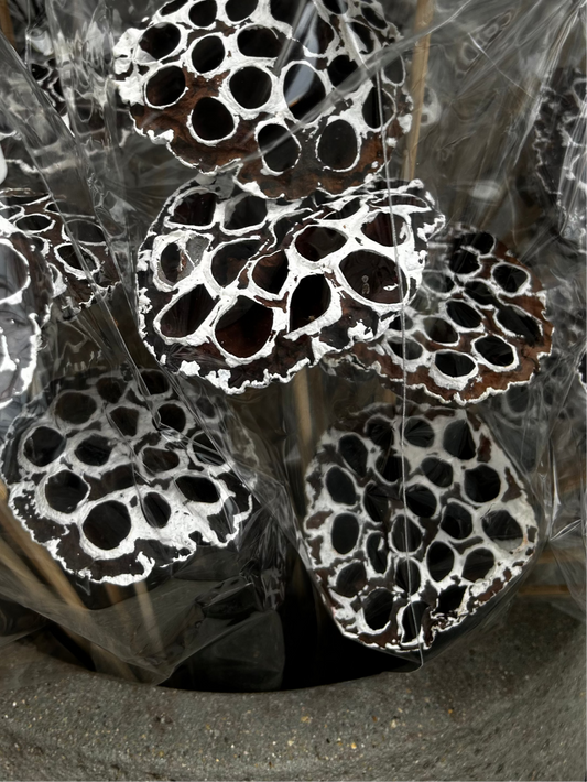 Accents, Lotus Pods, White Tip (XMNP929) Each