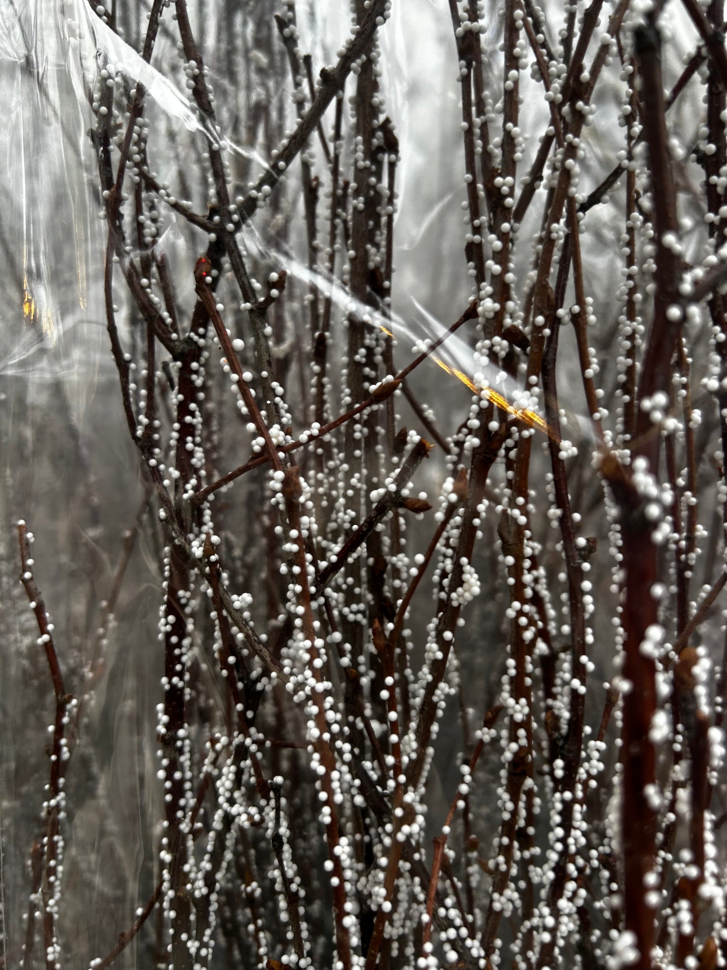 Accents, Birch Branches 3-4', Snow (XMNP927) Each