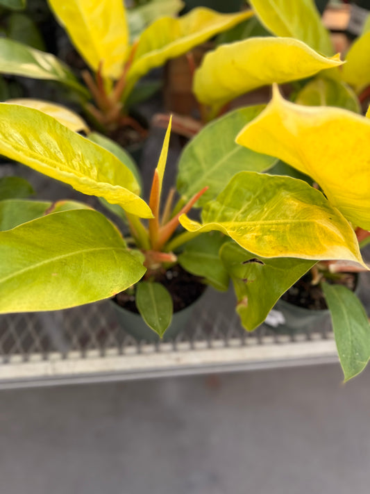 Philodendron Large Plant Bundle