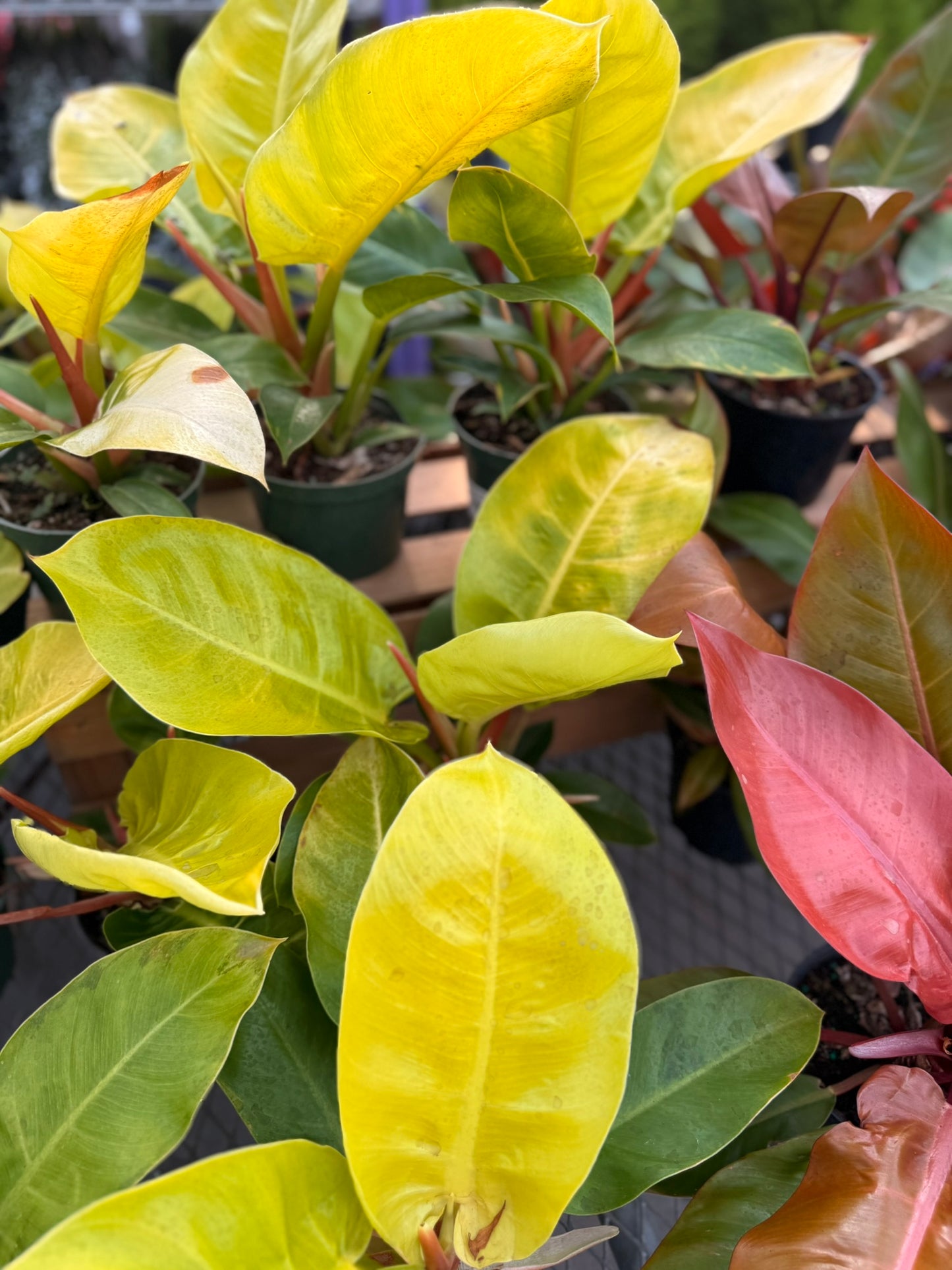 Philodendron Large Plant Bundle