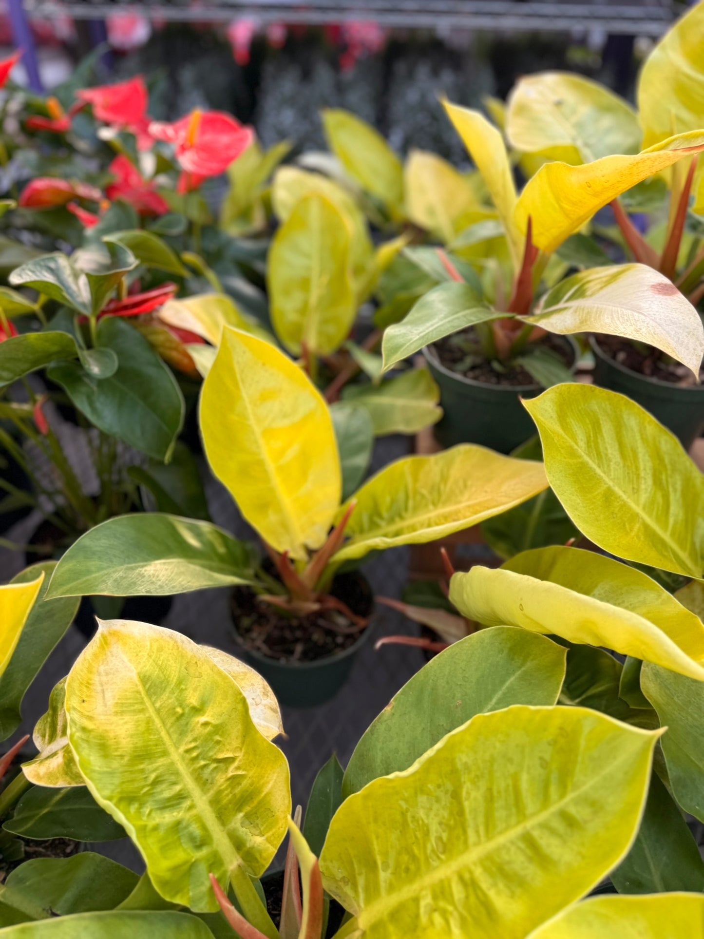 Philodendron Large Plant Bundle