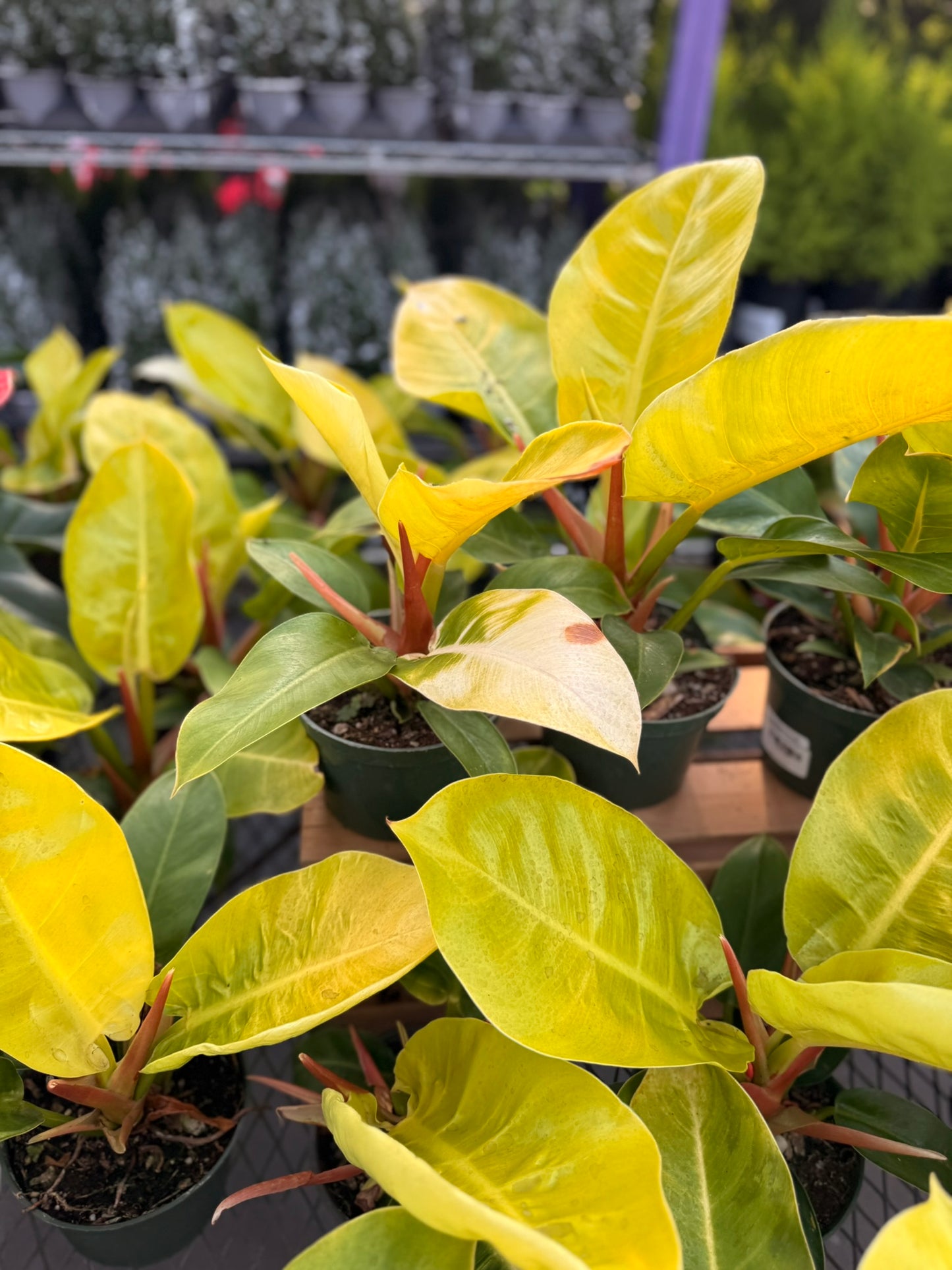 Philodendron Large Plant Bundle