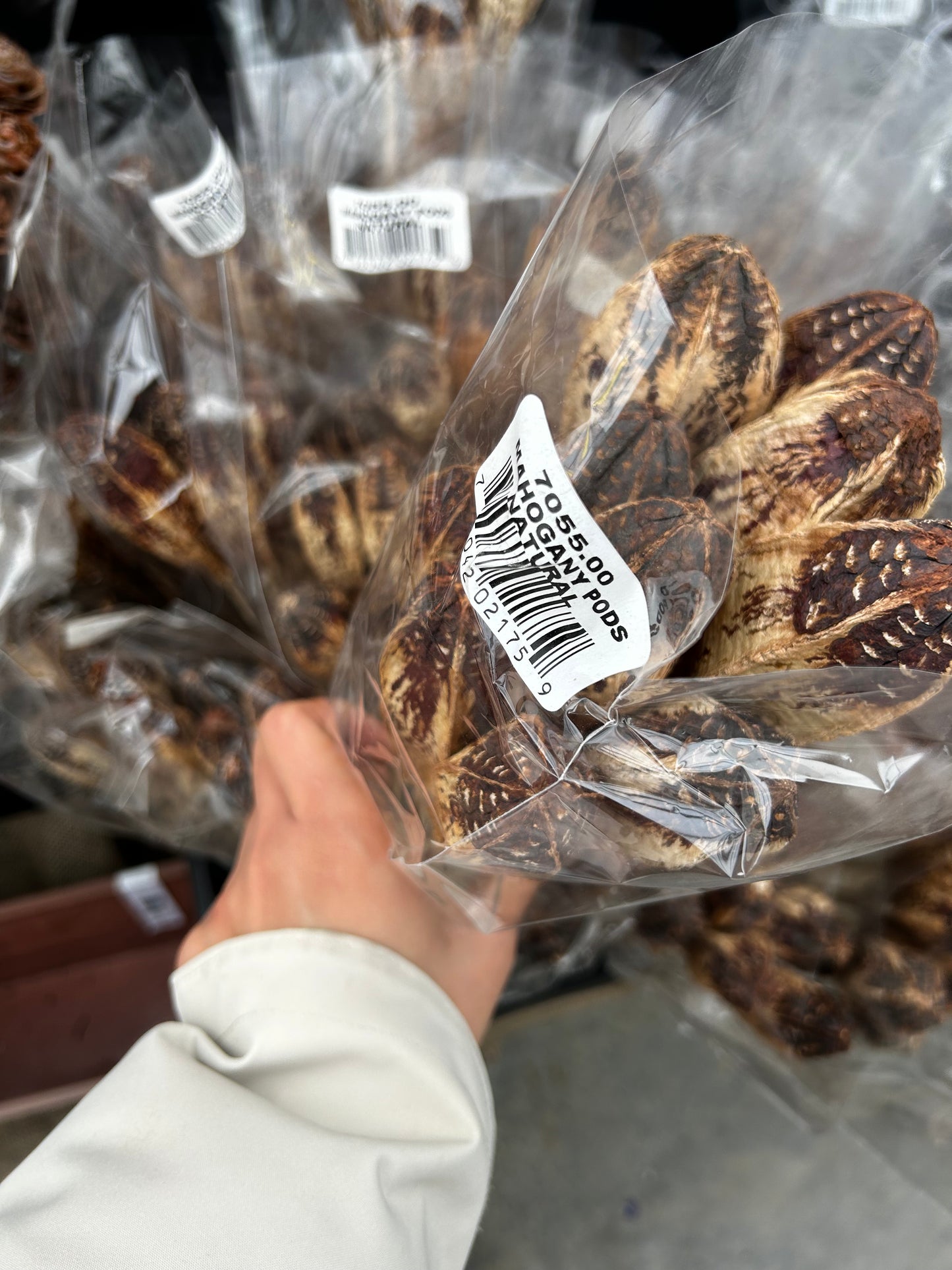 Accents, Mahogany Pods, Natural (XMNP661) Each