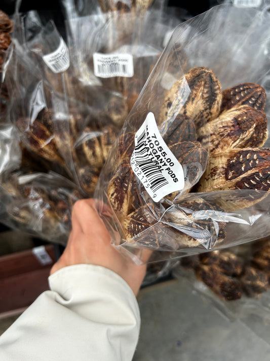 Accents, Mahogany Pods, Natural (XMNP661) Each