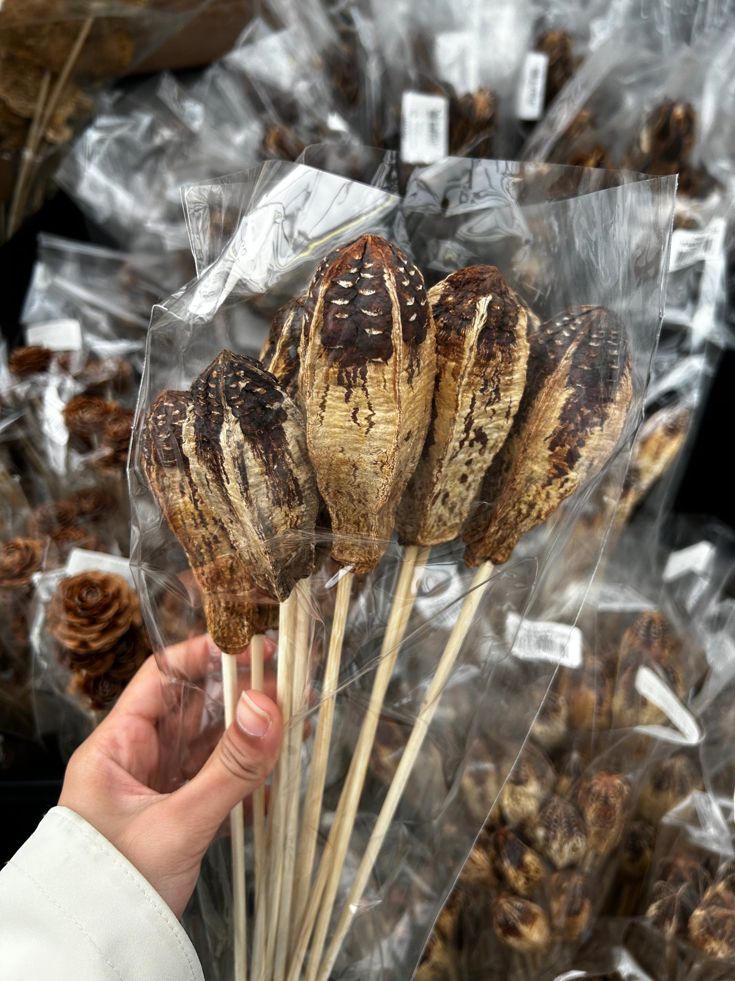 Accents, Mahogany Pods, Natural (XMNP661) Each