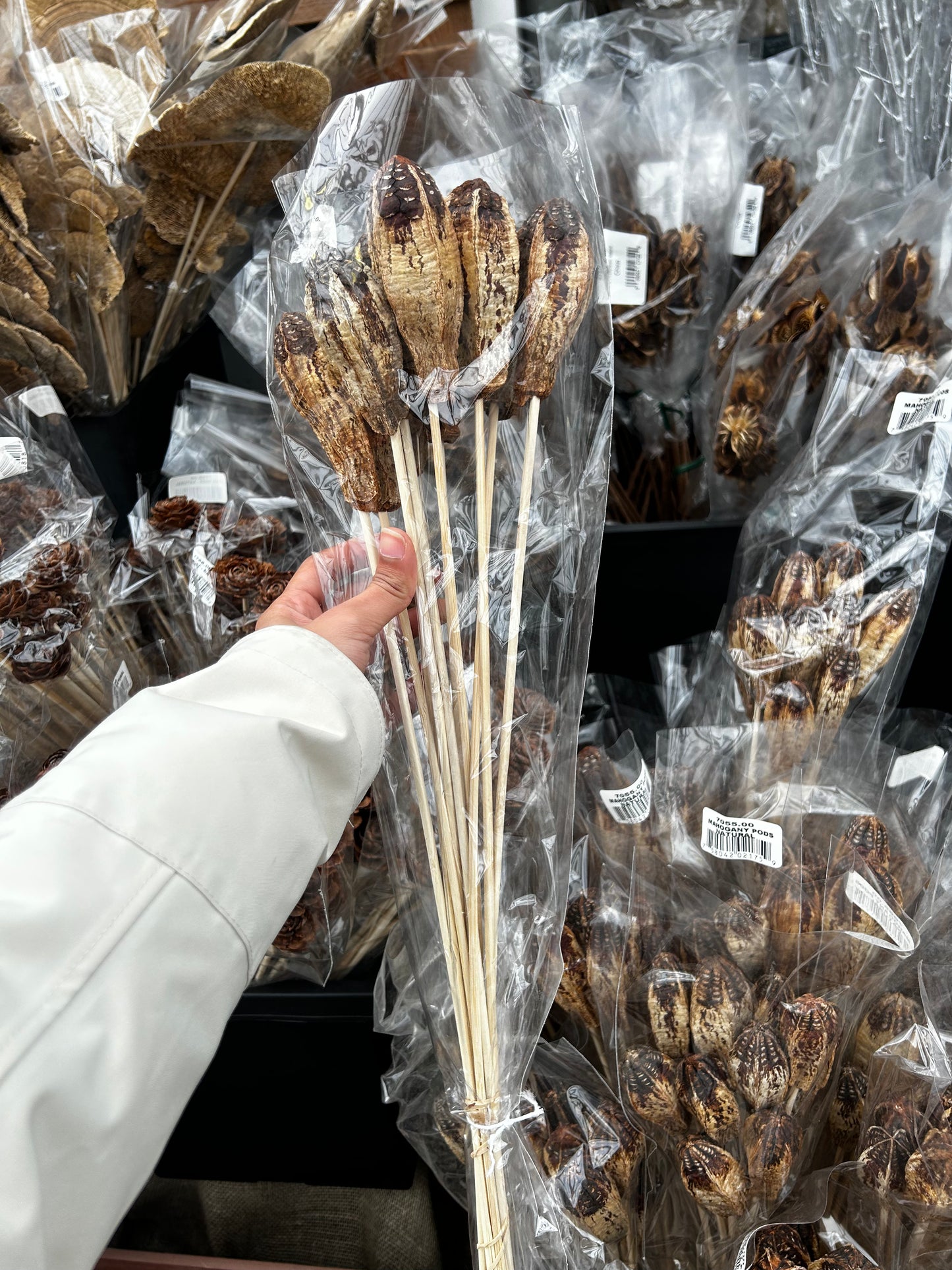 Accents, Mahogany Pods, Natural (XMNP661) Each