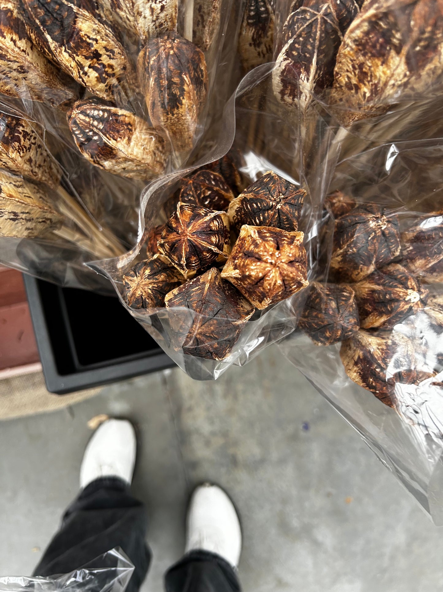 Accents, Mahogany Pods, Natural (XMNP661) Each