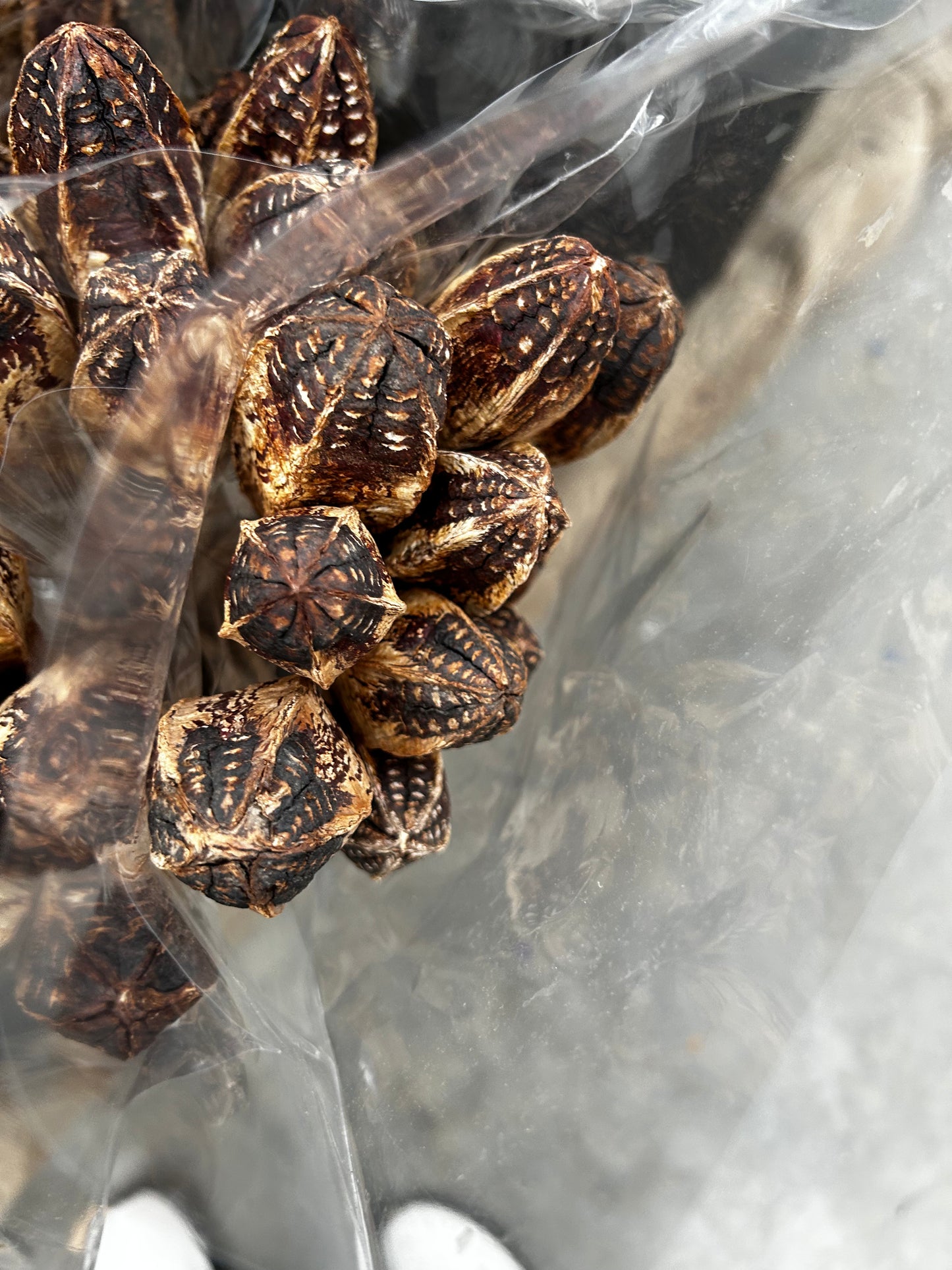 Accents, Mahogany Pods, Natural (XMNP661) Each