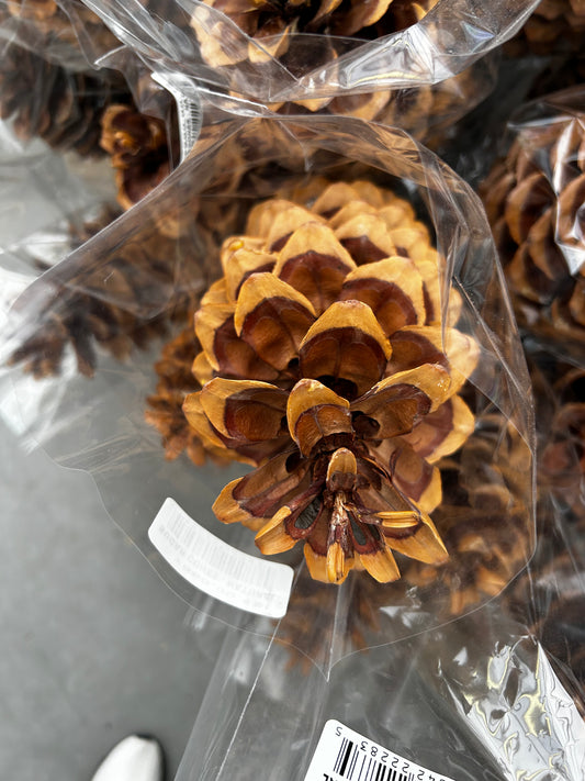 Cones, Long Leaf, Natural (XMNP637) Each