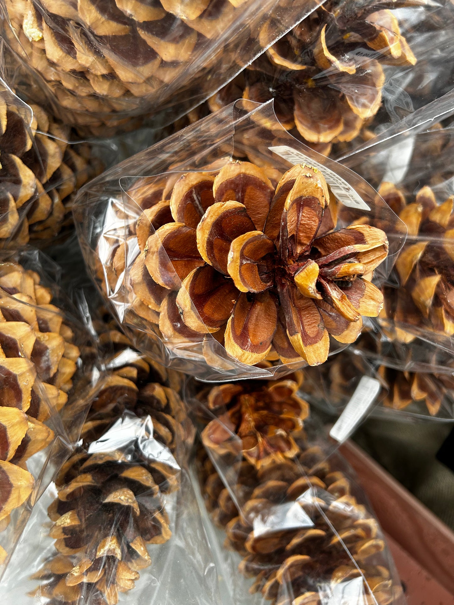 Cones, Long Leaf, Natural (XMNP637) Each