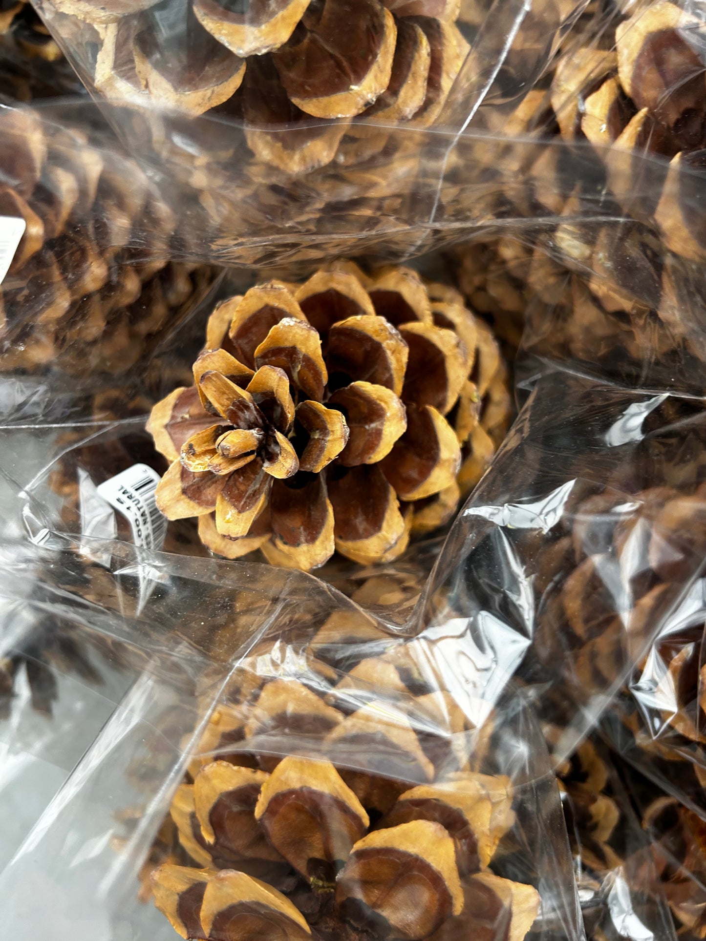 Cones, Long Leaf, Natural (XMNP637) Each