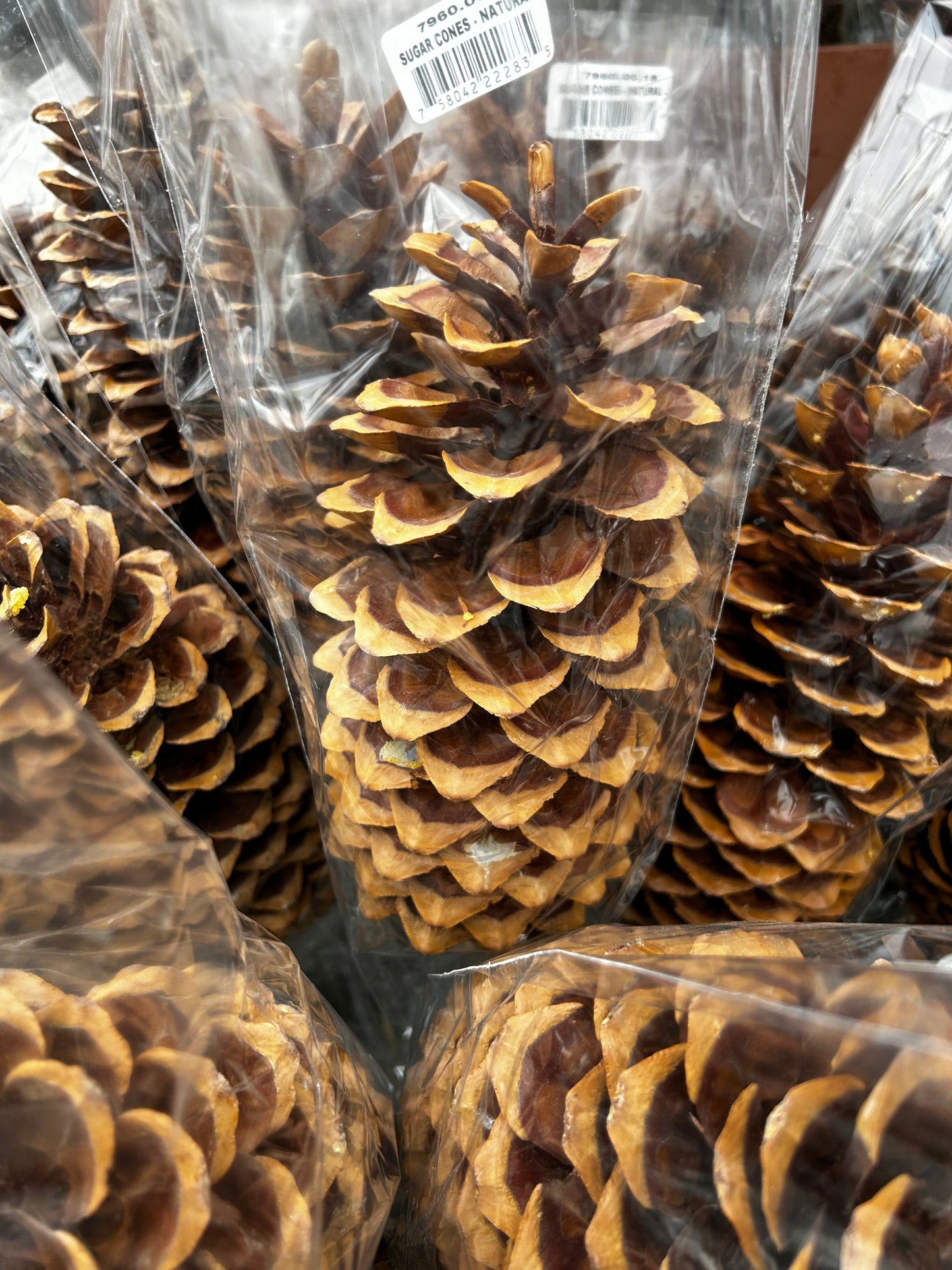 Cones, Sugar, Natural (XMNP644) Each