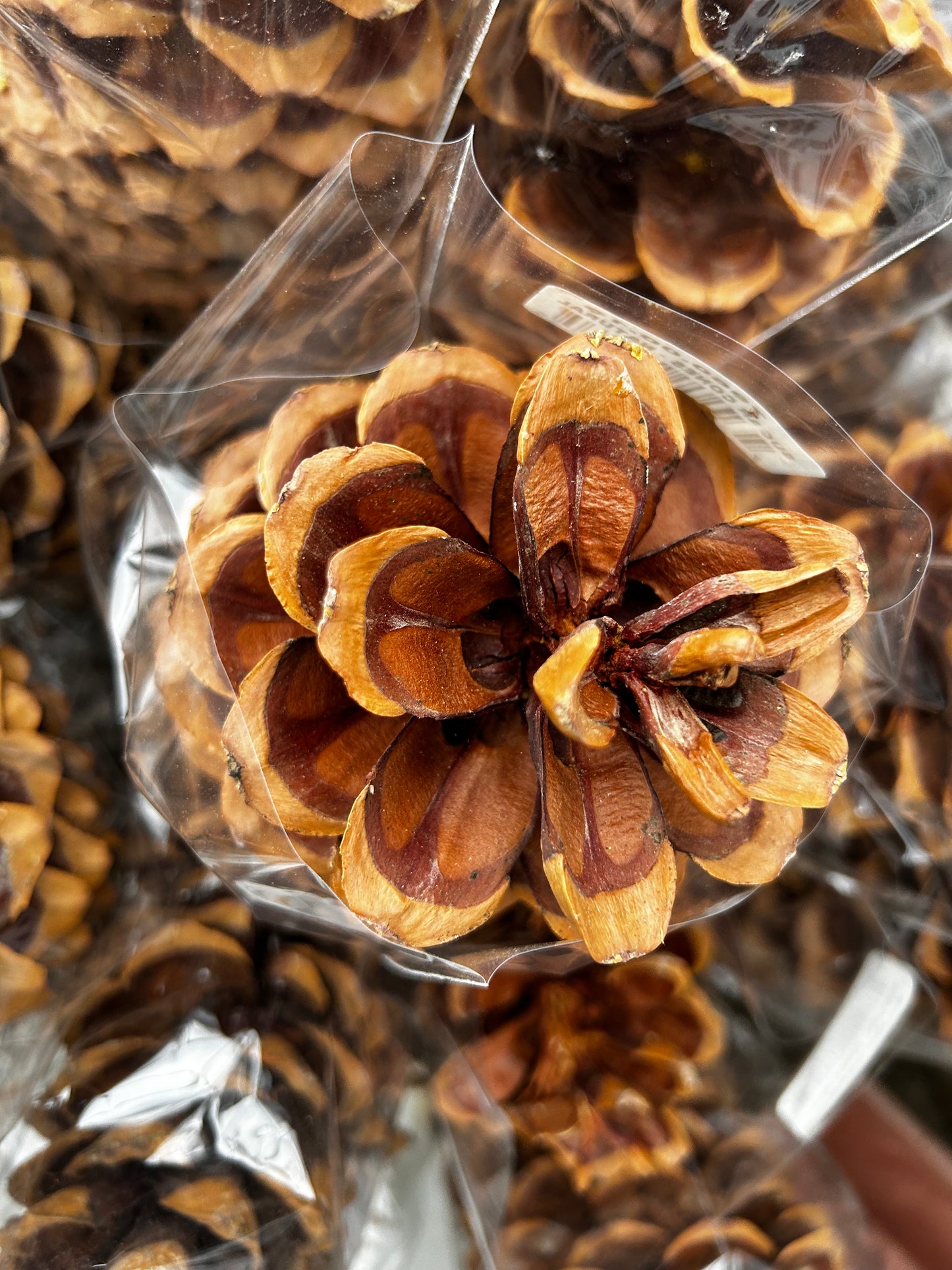 Cones, Sugar, Natural (XMNP644) Each