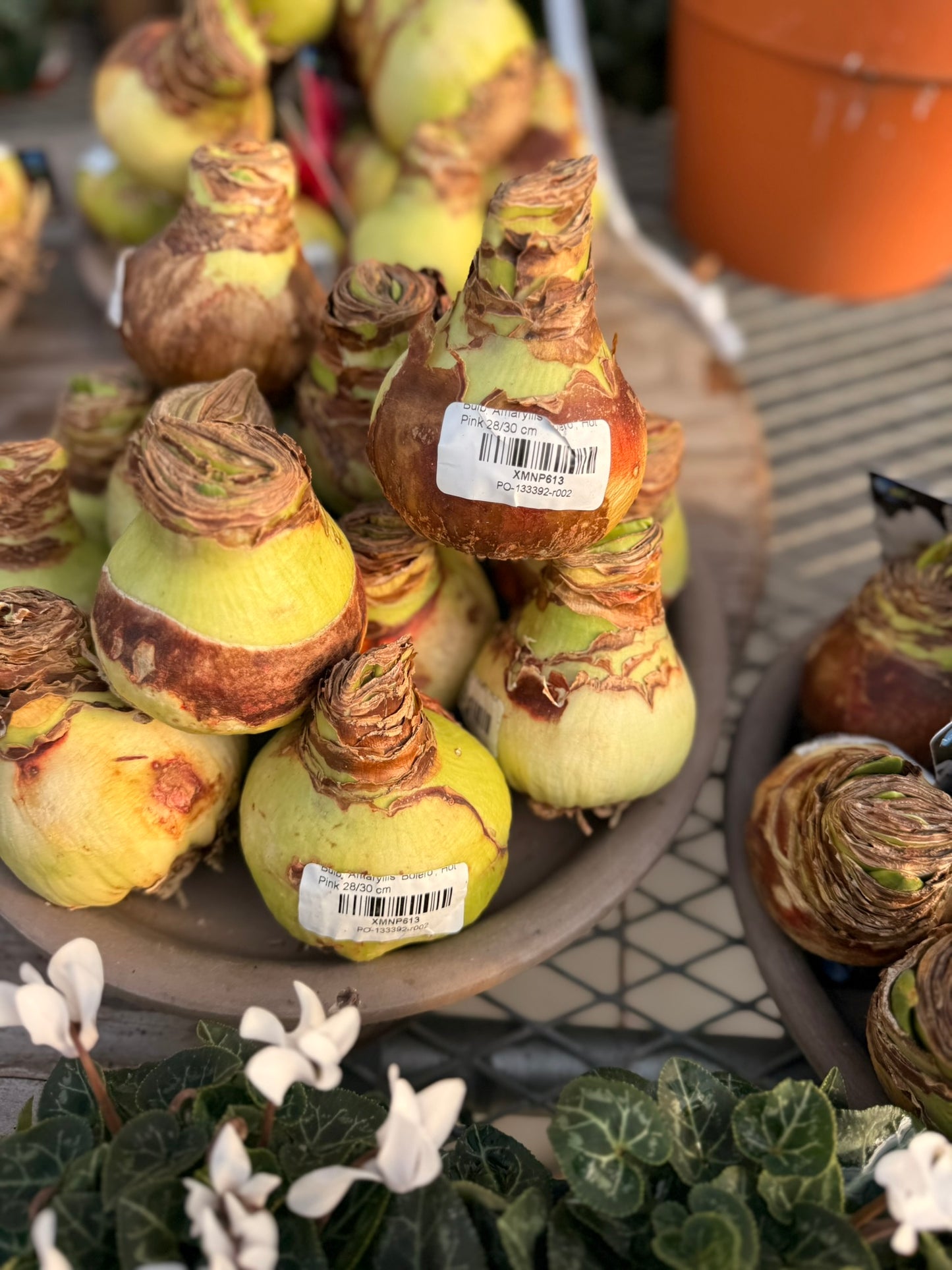 Bulb, Amaryllis 'Bolero', Hot Pink Each