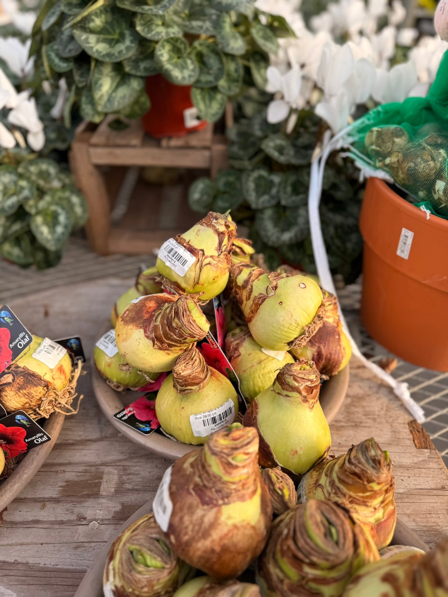 Bulb, Amaryllis 'Bolero', Hot Pink Each