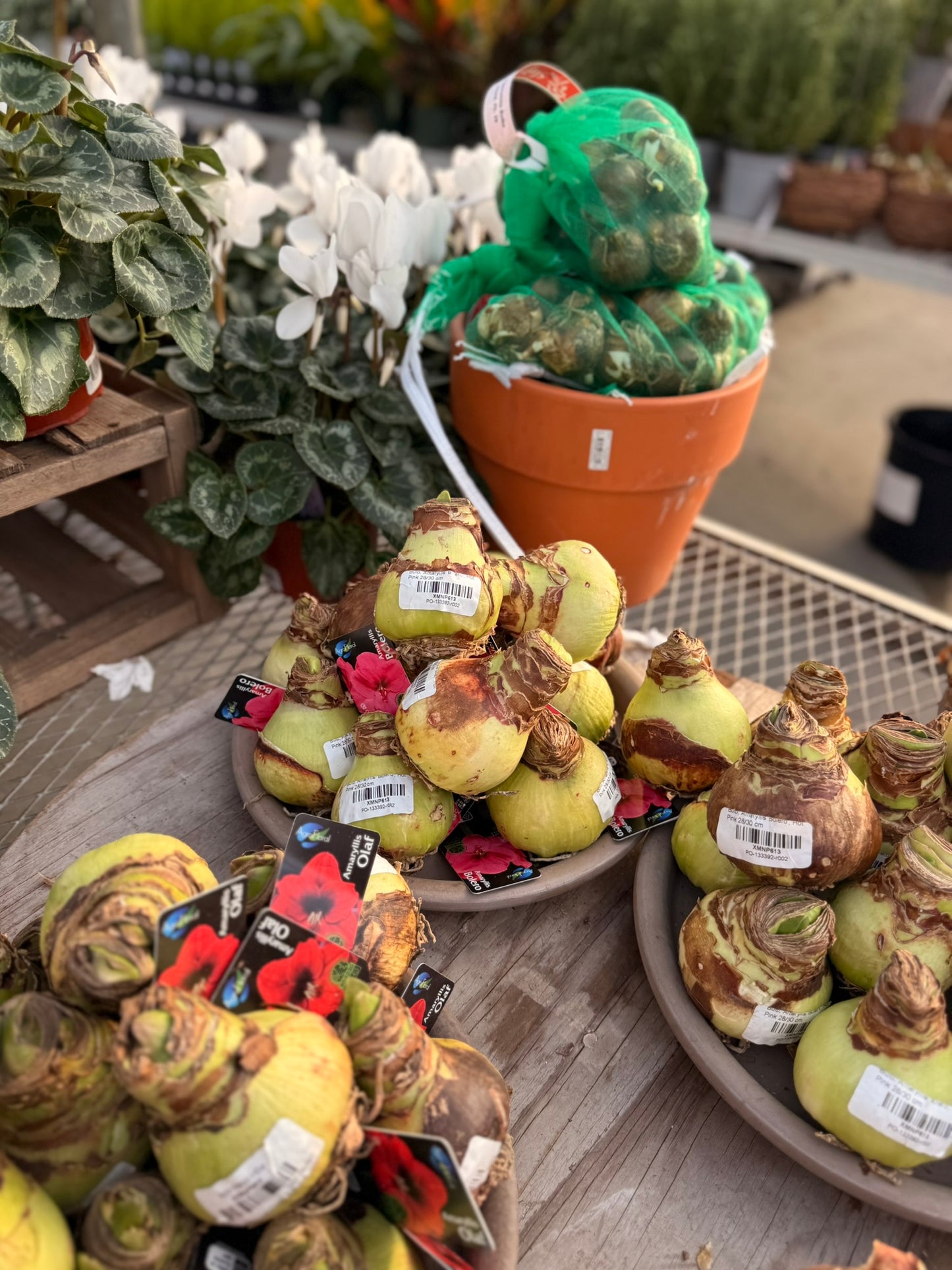 Bulb, Amaryllis 'Bolero', Hot Pink Each