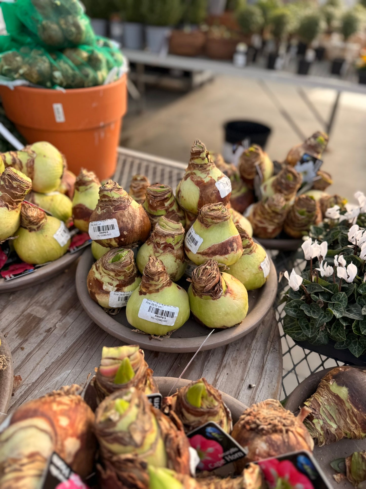 Bulb, Amaryllis 'Bolero', Hot Pink Each