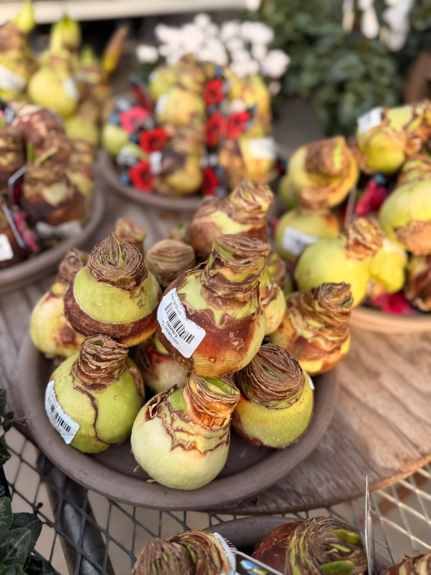 Bulb, Amaryllis 'Bolero', Hot Pink Each