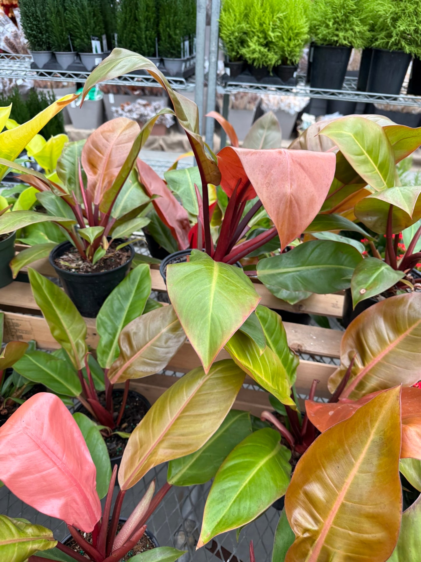 Philodendron Large Plant Bundle